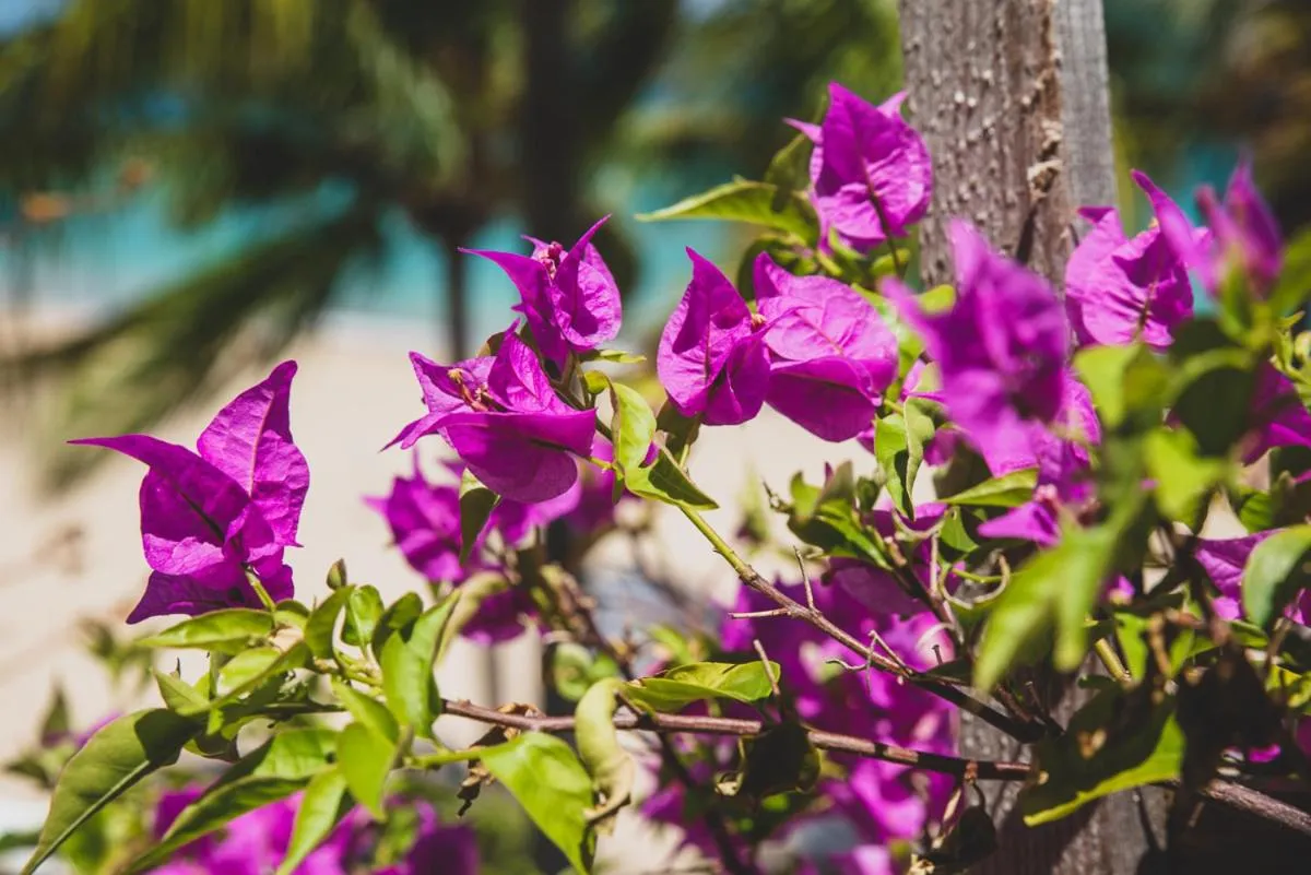 Garden in Numero Uno Beach House