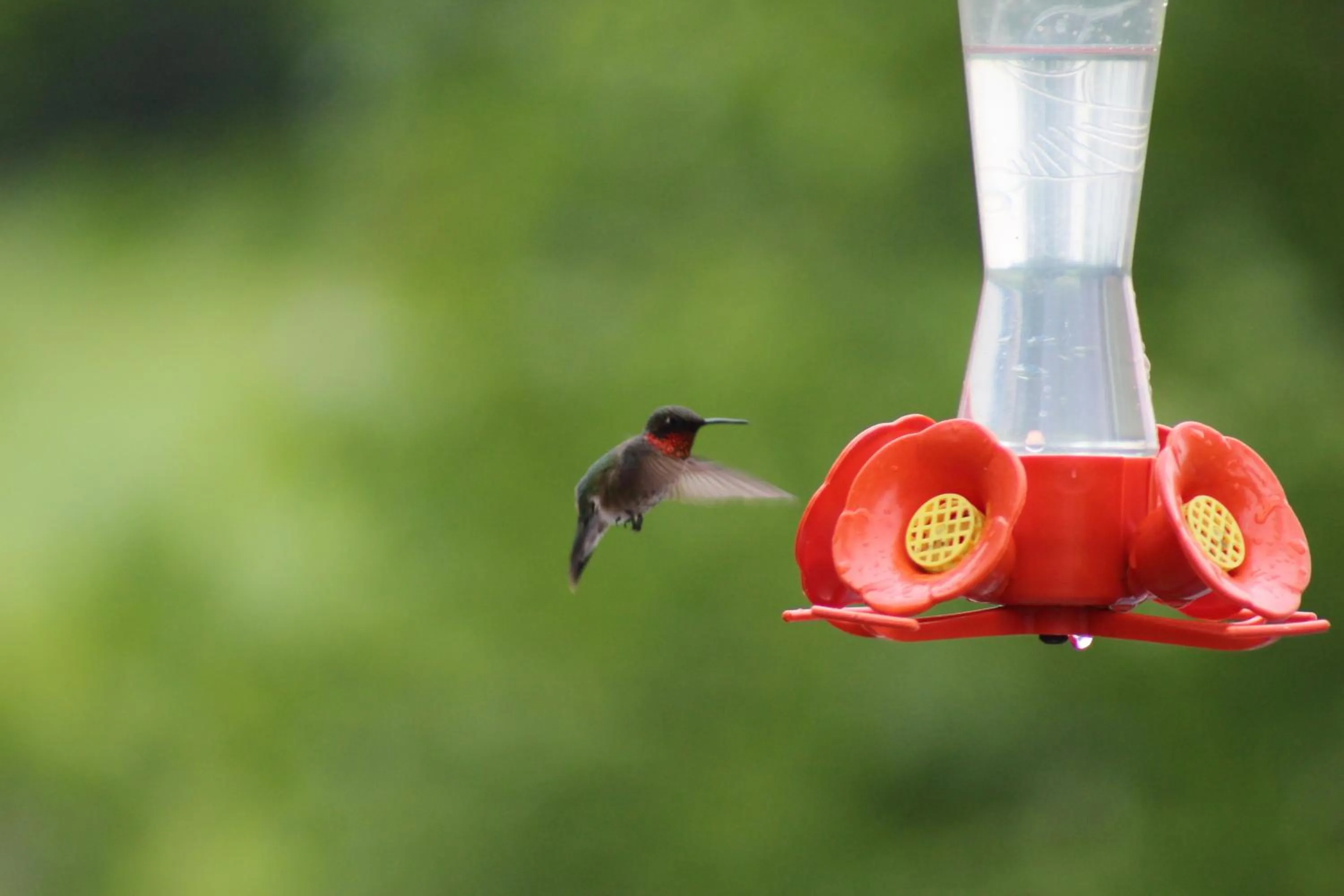 Patio in Gîte Le Grandelinois