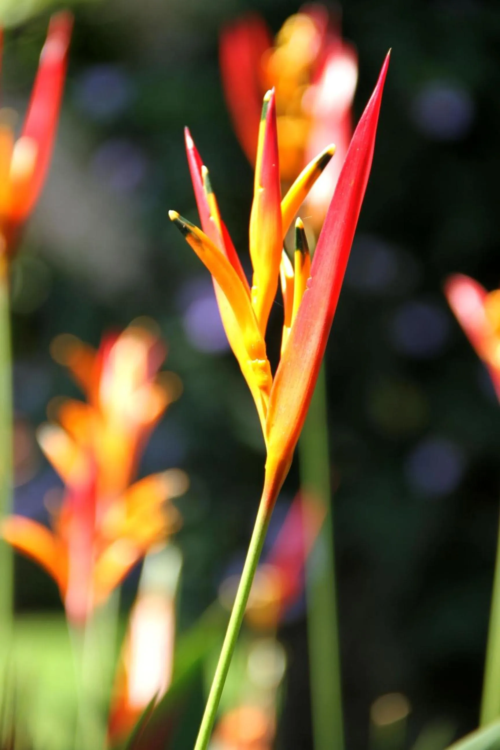 Other in Hotel La Rosa de America