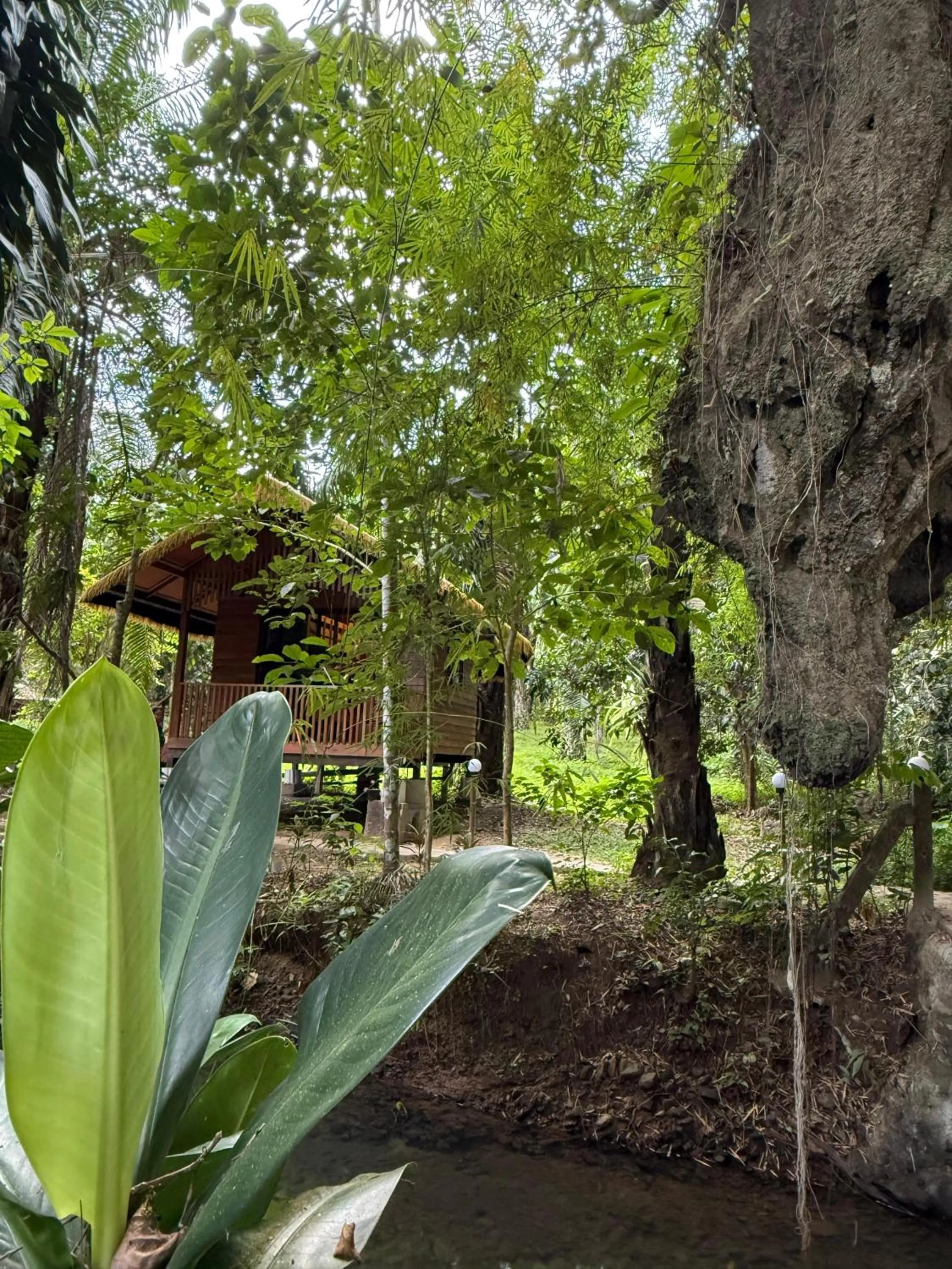 Khao Sok Silver Cliff Resort