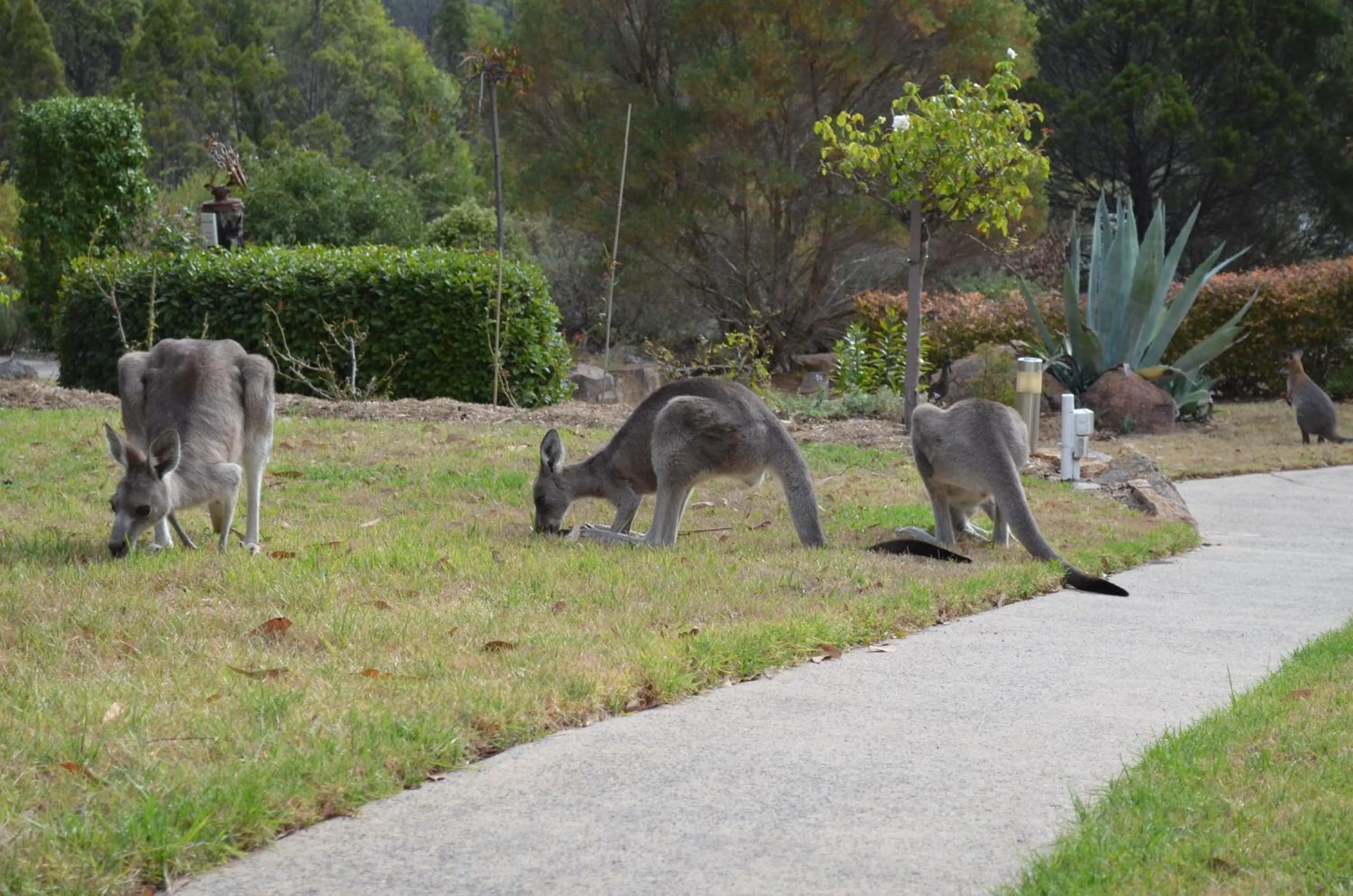 Animals in 31 The Rocks