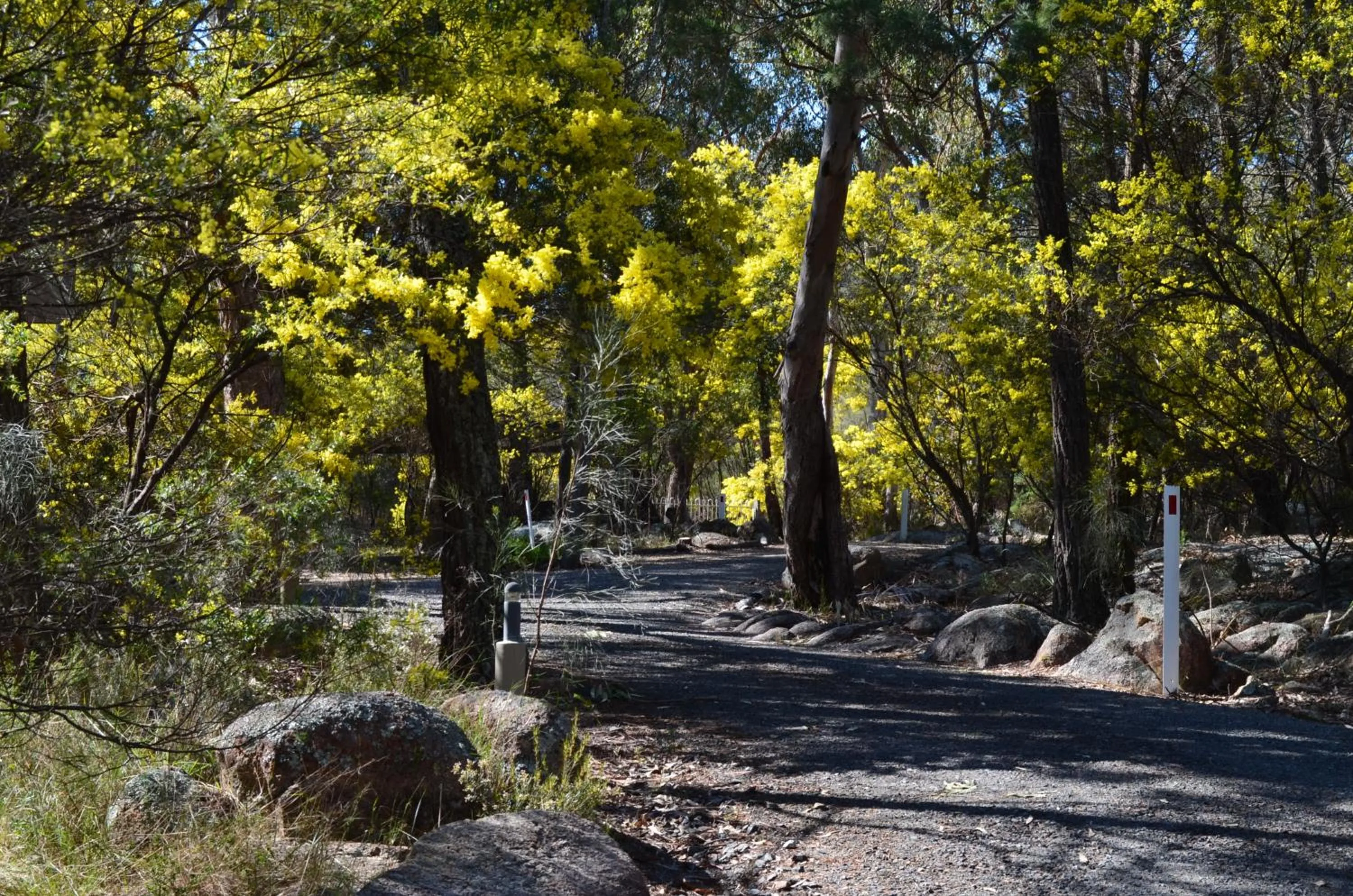 Spring in 31 The Rocks