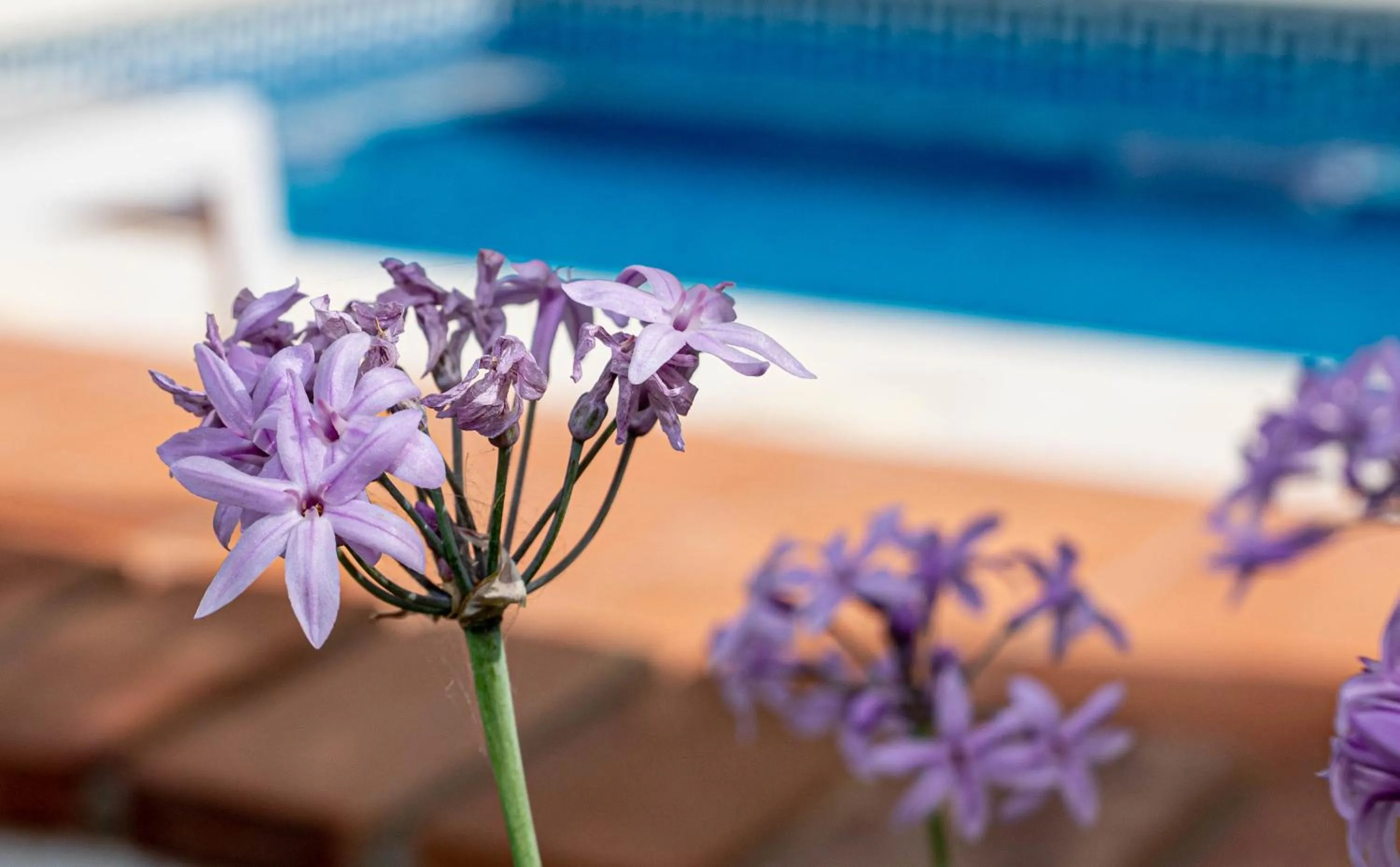 Garden in Finca Las Hierbas B&B