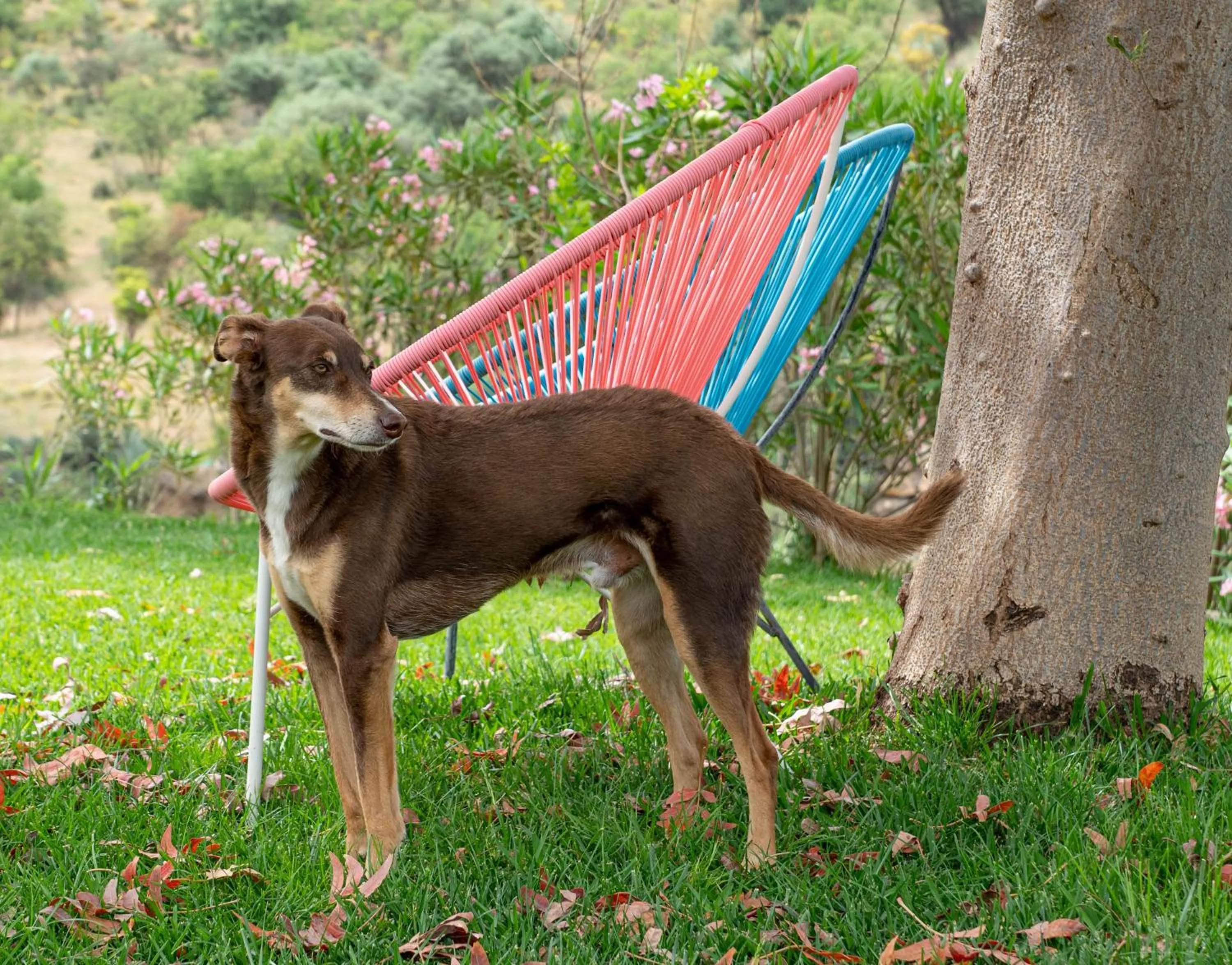 Pets in Finca Las Hierbas B&B