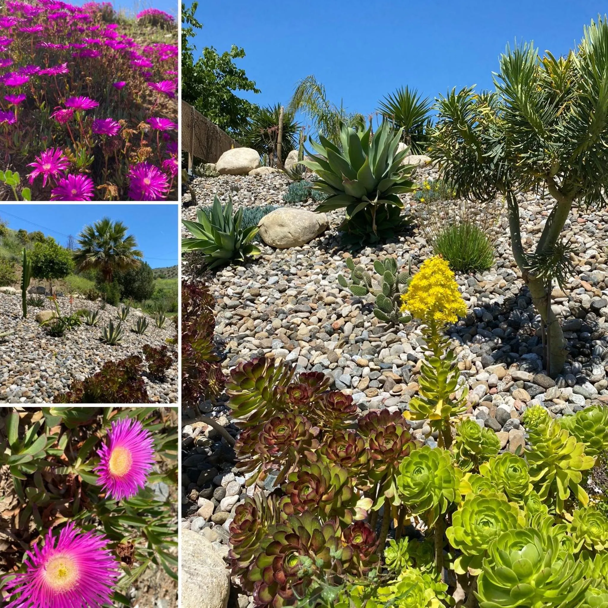 Garden in Finca Las Hierbas B&B