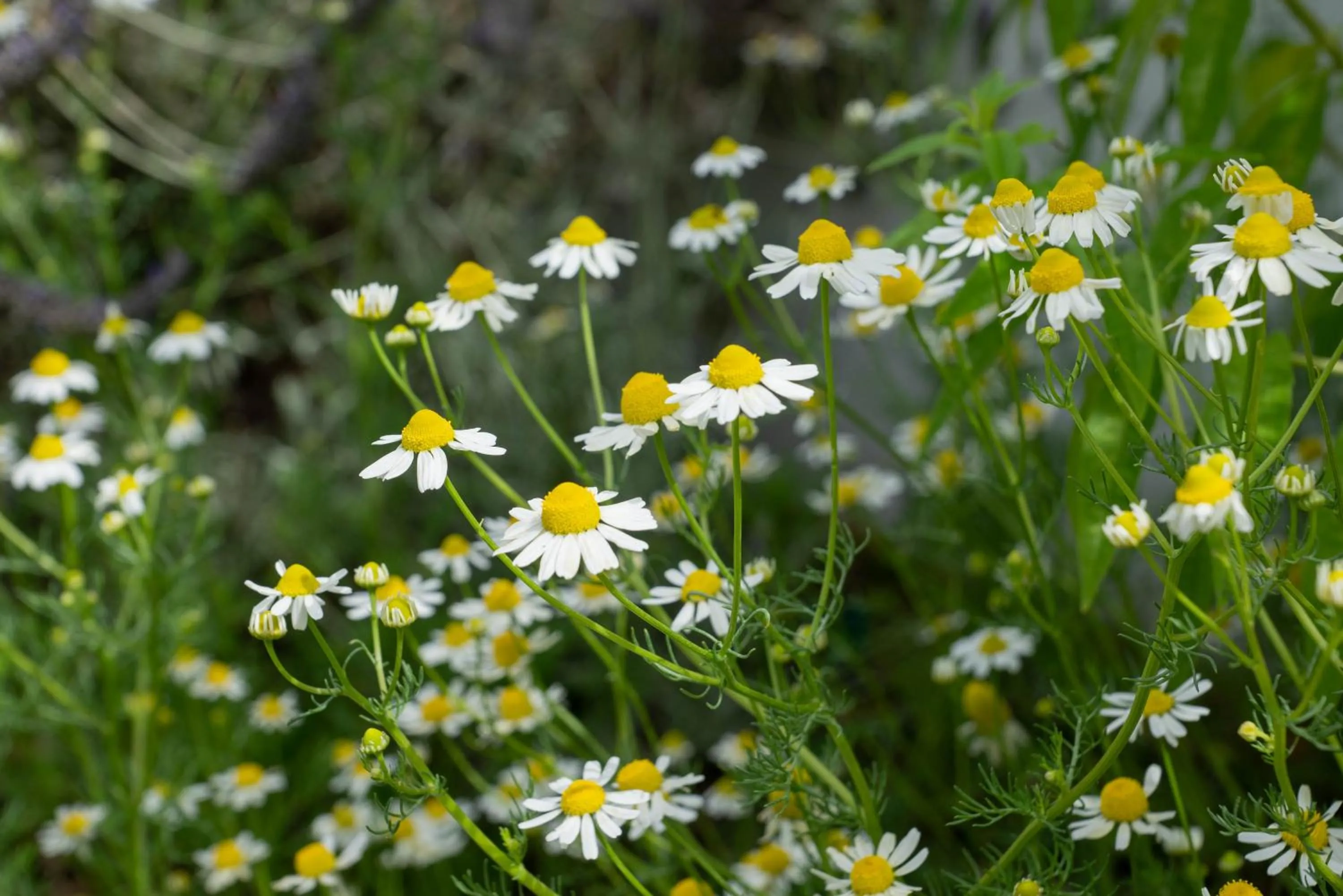 Garden in Finca Las Hierbas B&B