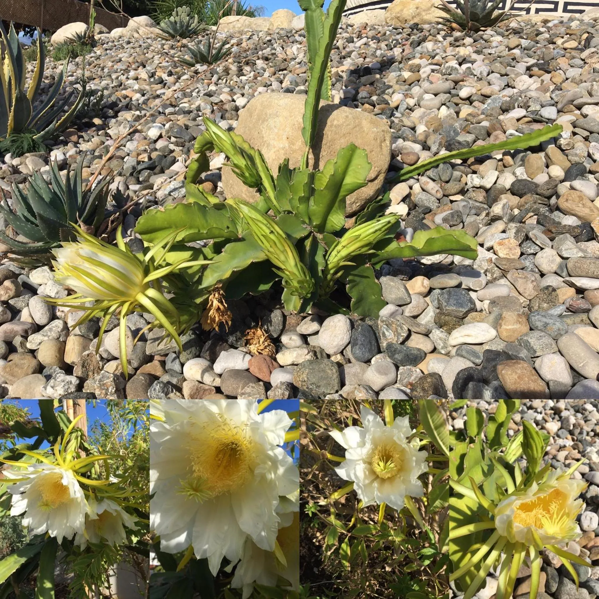 Garden in Finca Las Hierbas B&B