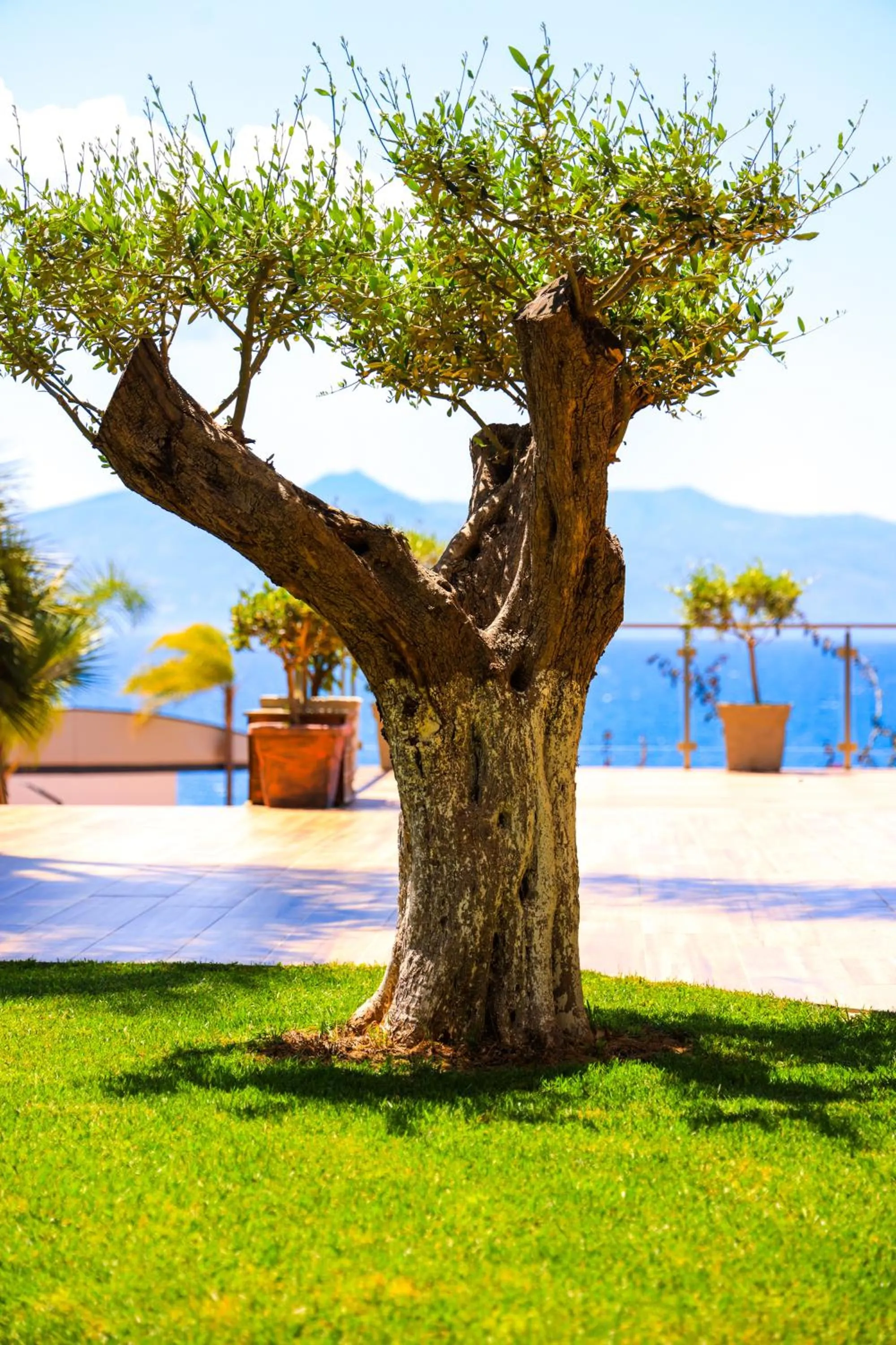 Garden in Hotel Apollon Sarande