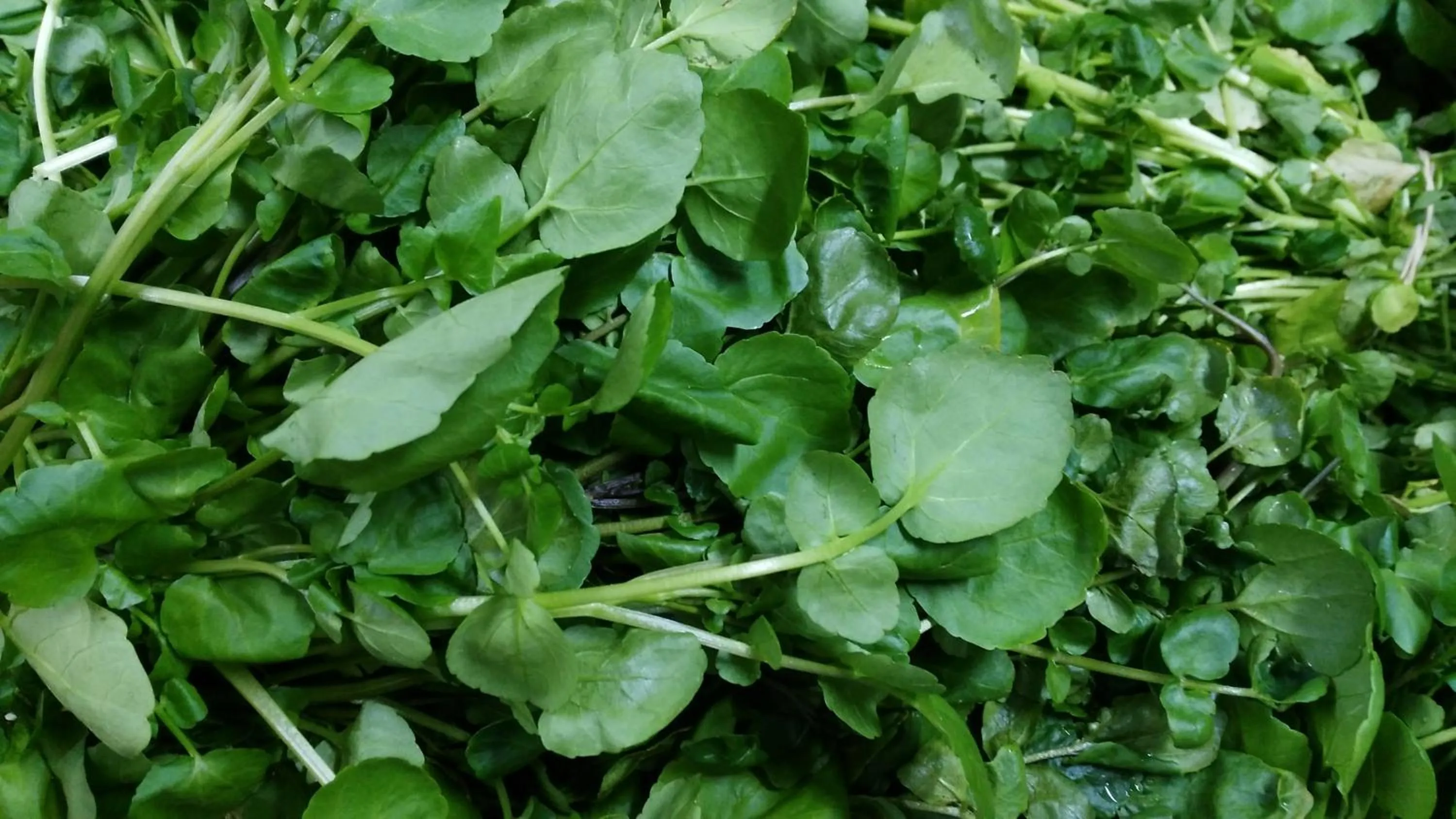 Food close-up in Pensión Amparo Las Hayas