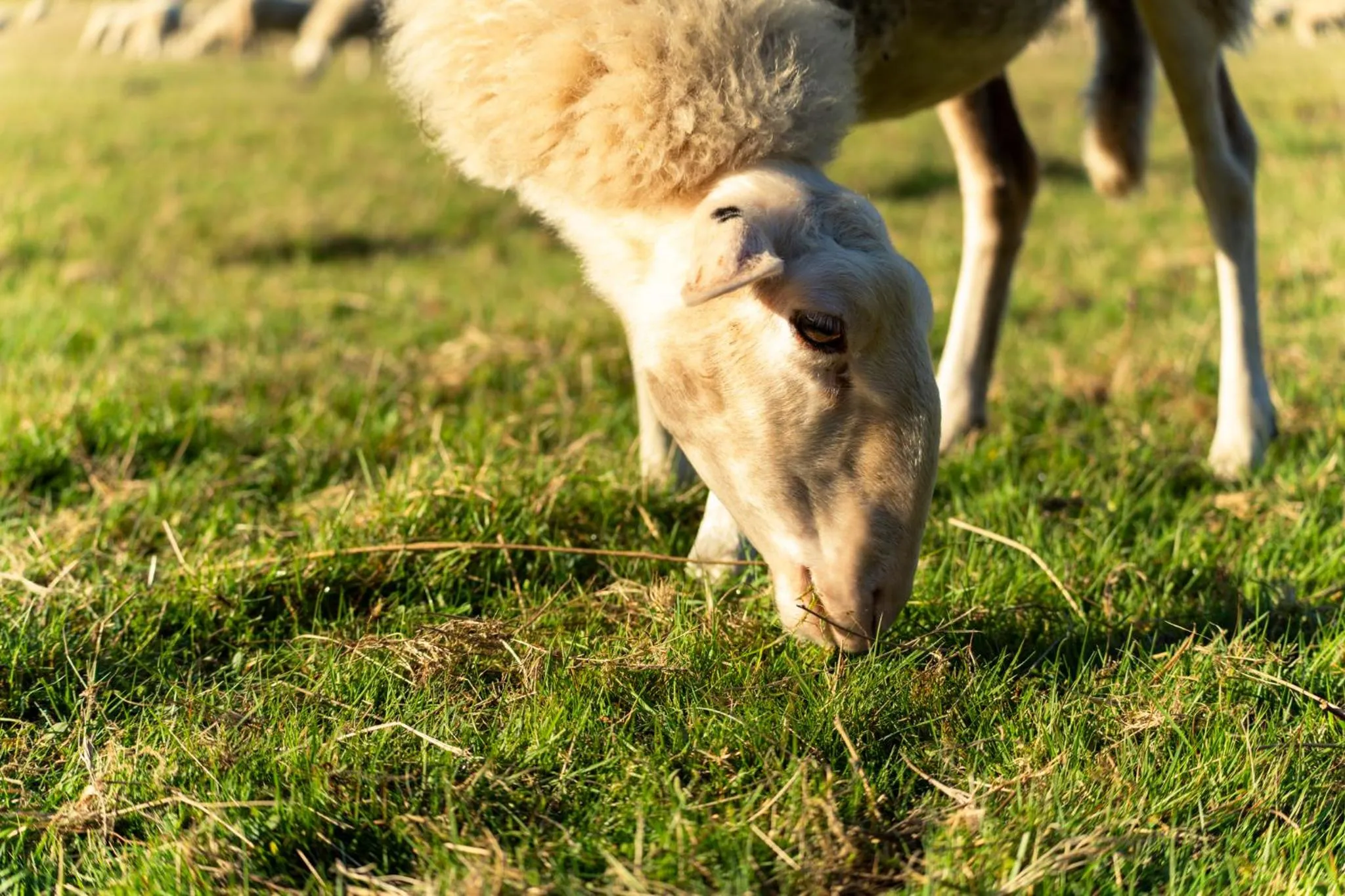 Autumn in Hotel Restaurant de Loenermark