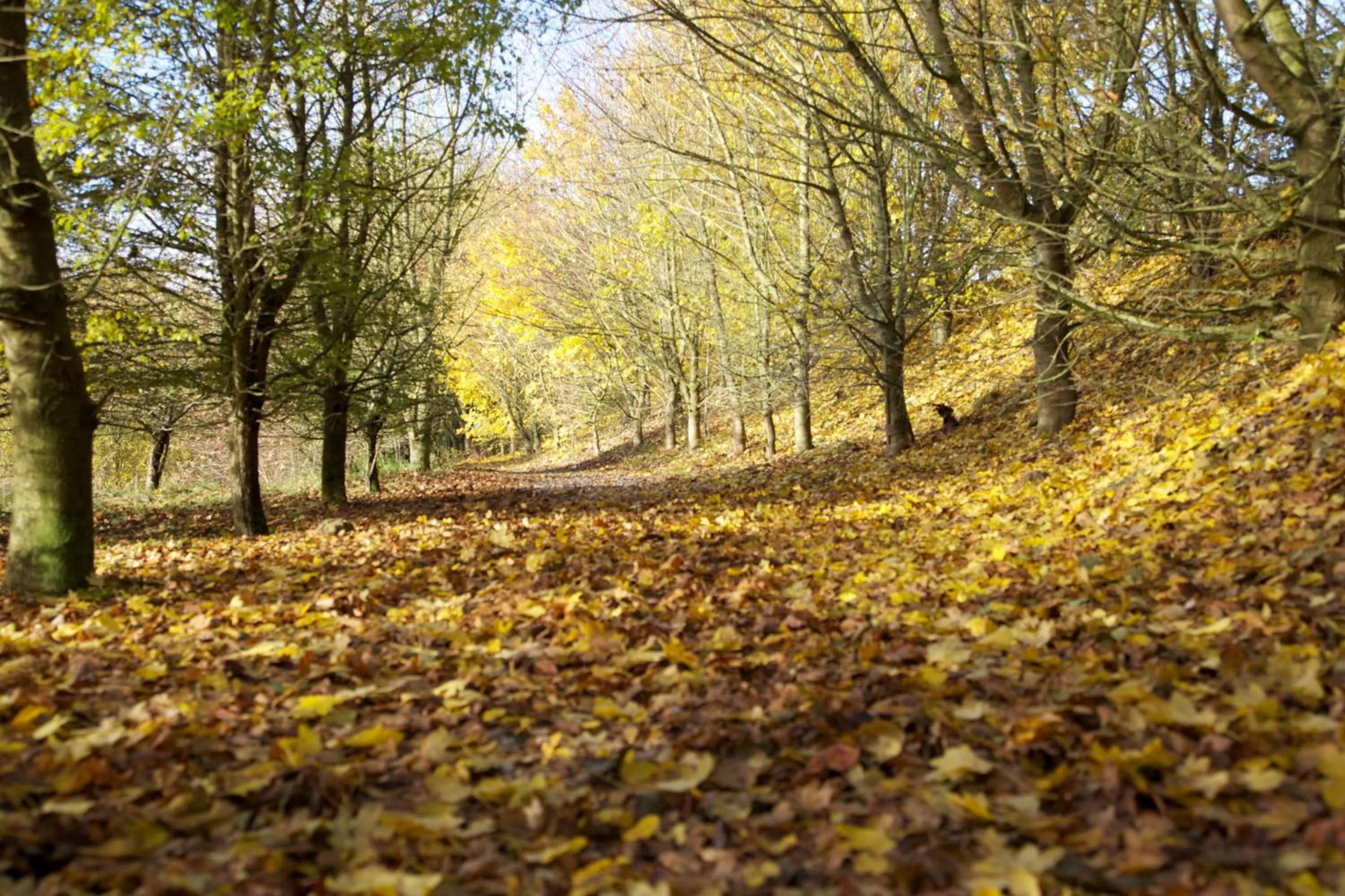 Garden in Greenbanks Hotel Norfolk