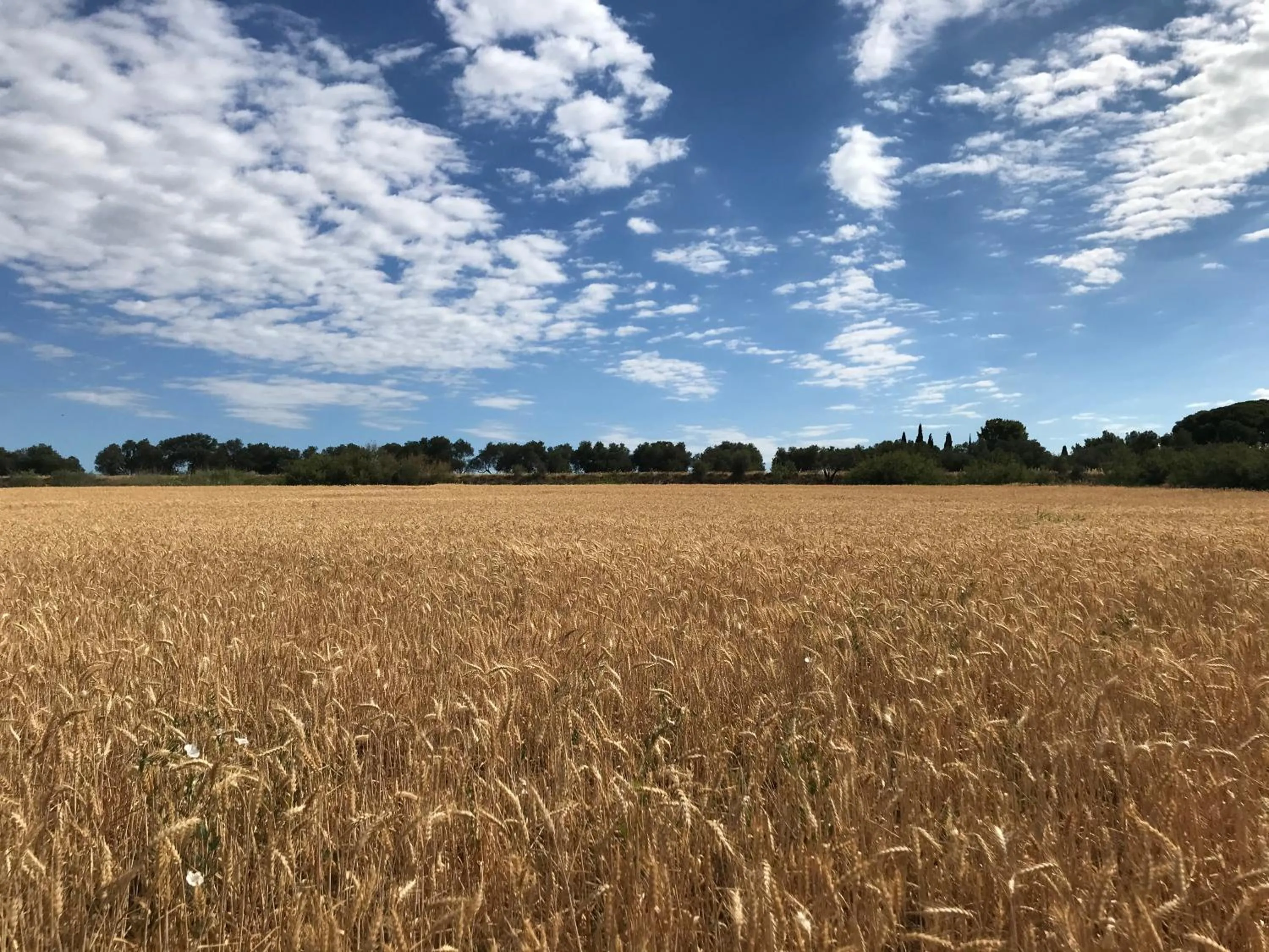 Natural landscape in Au bord de Thau