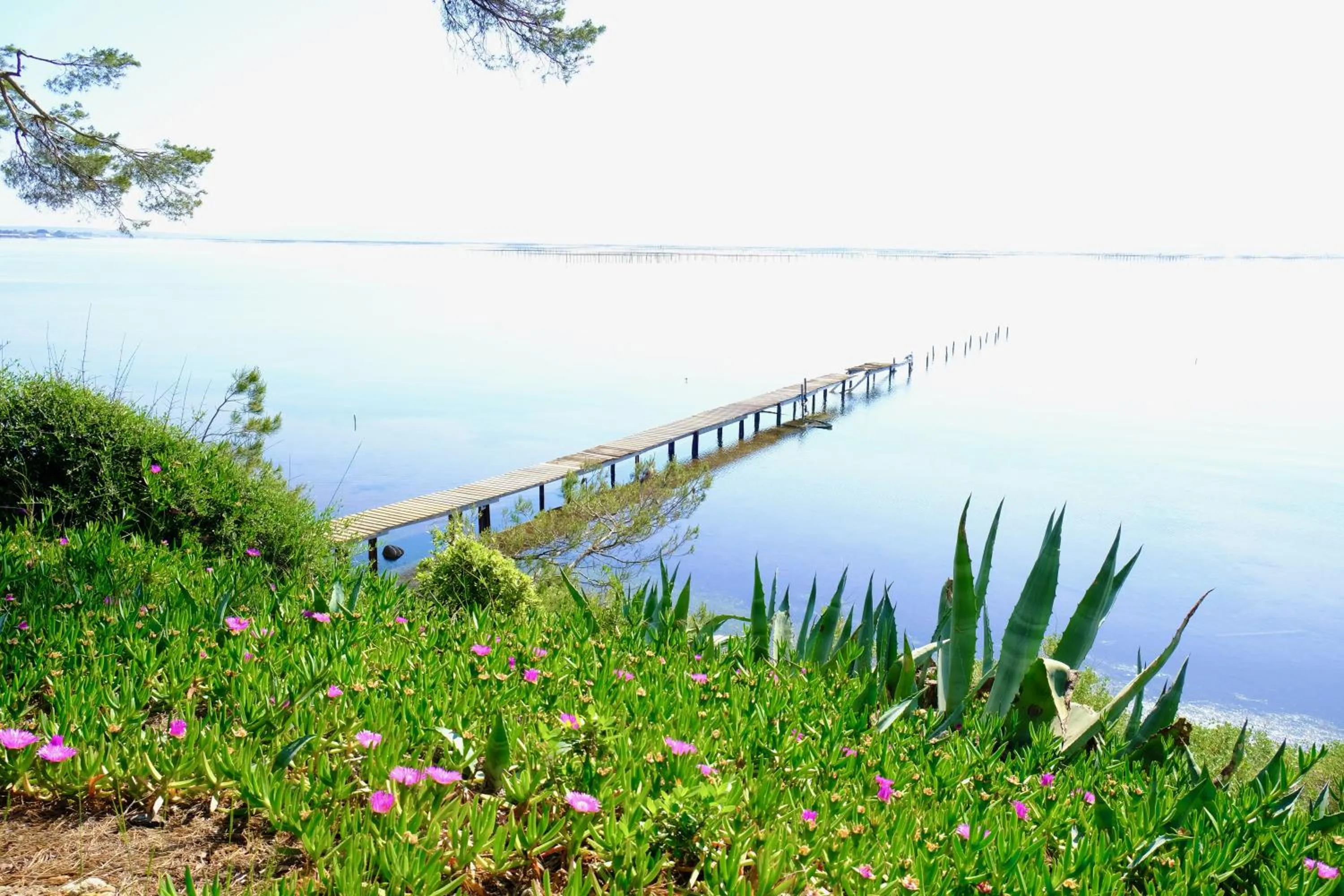 Natural landscape in Au bord de Thau