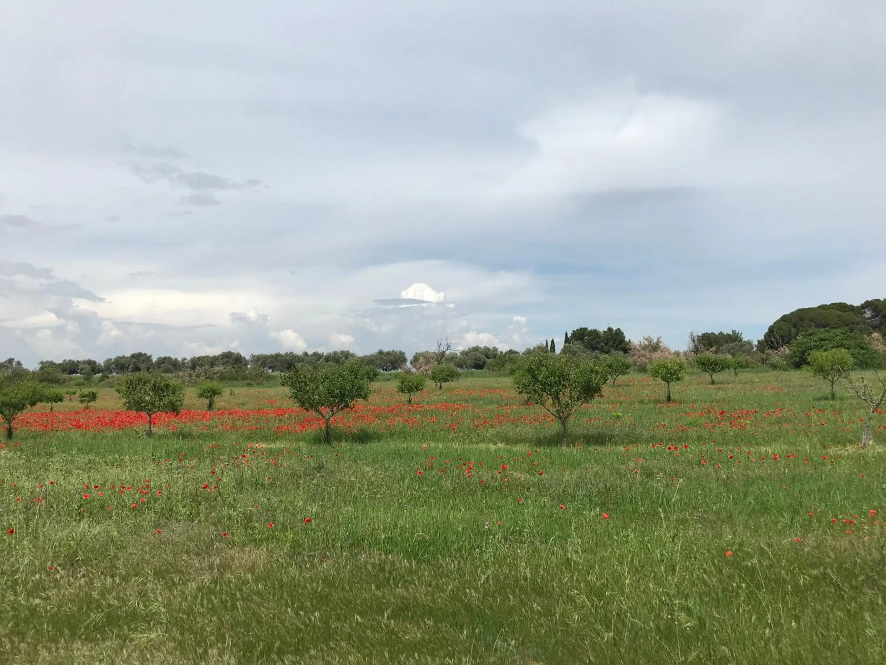 Natural landscape in Au bord de Thau