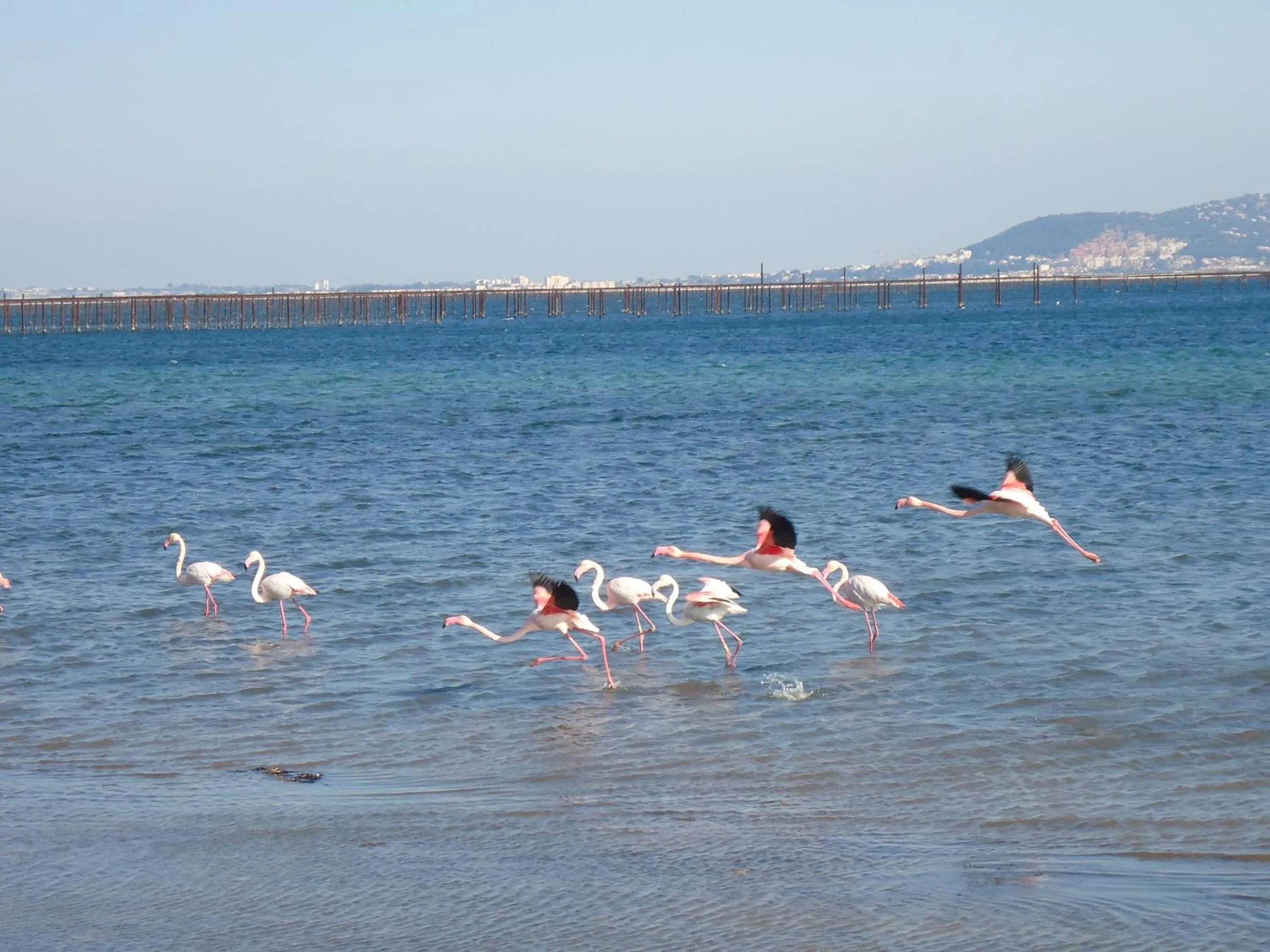 Natural landscape in Au bord de Thau