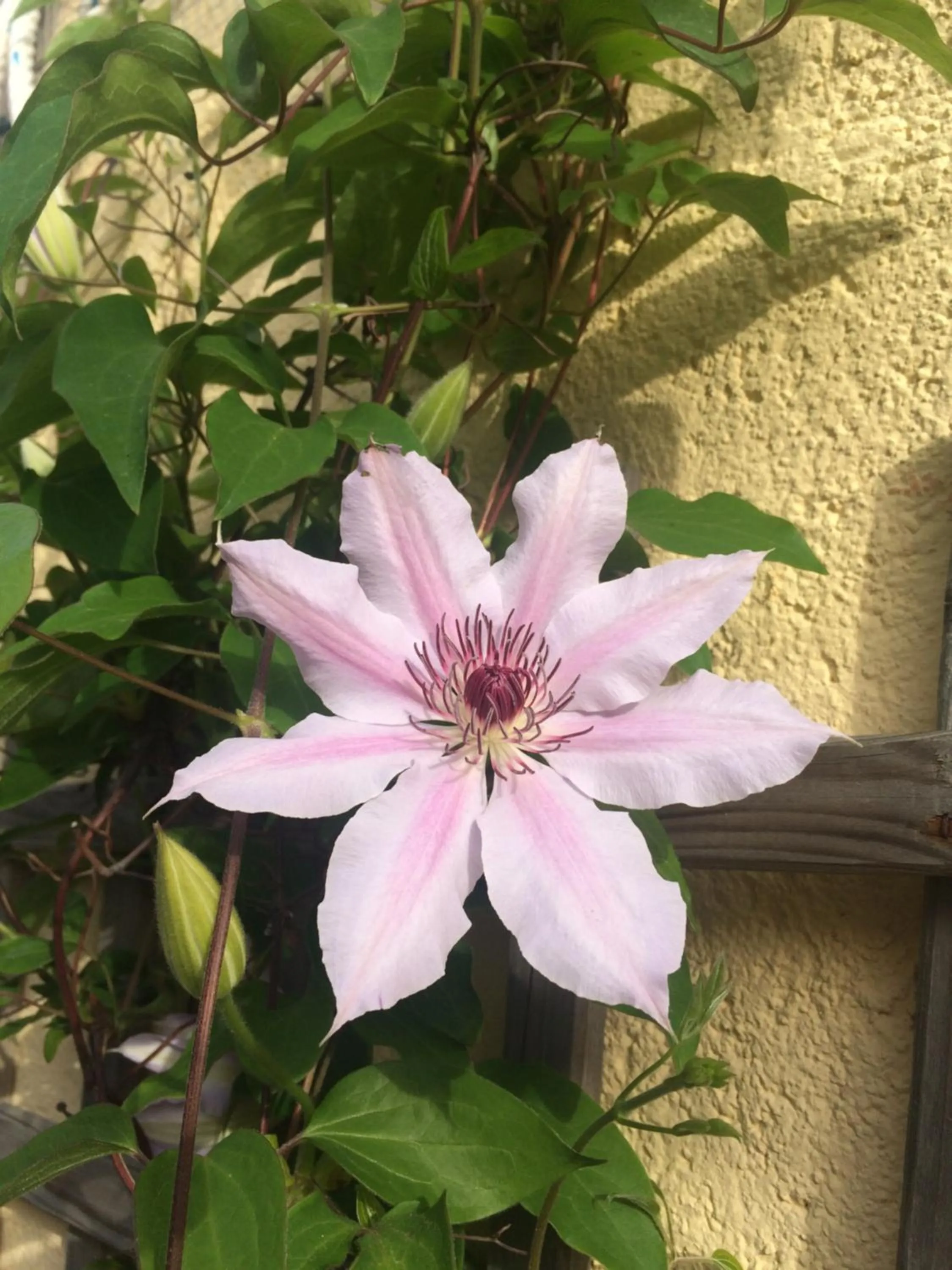 Garden in Casa di Floumy