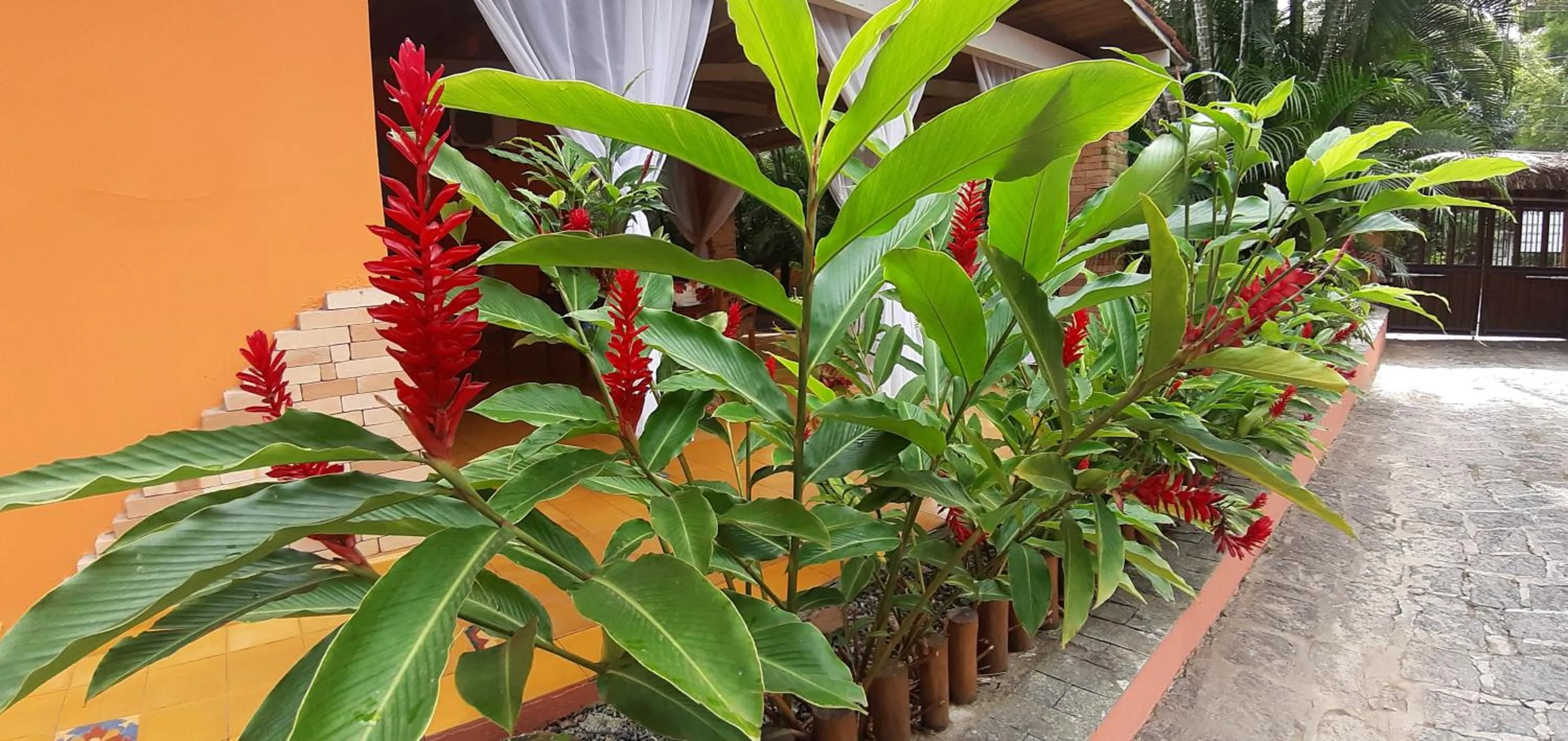 Garden view in Pousada Canoa Caiçara Ilhabela