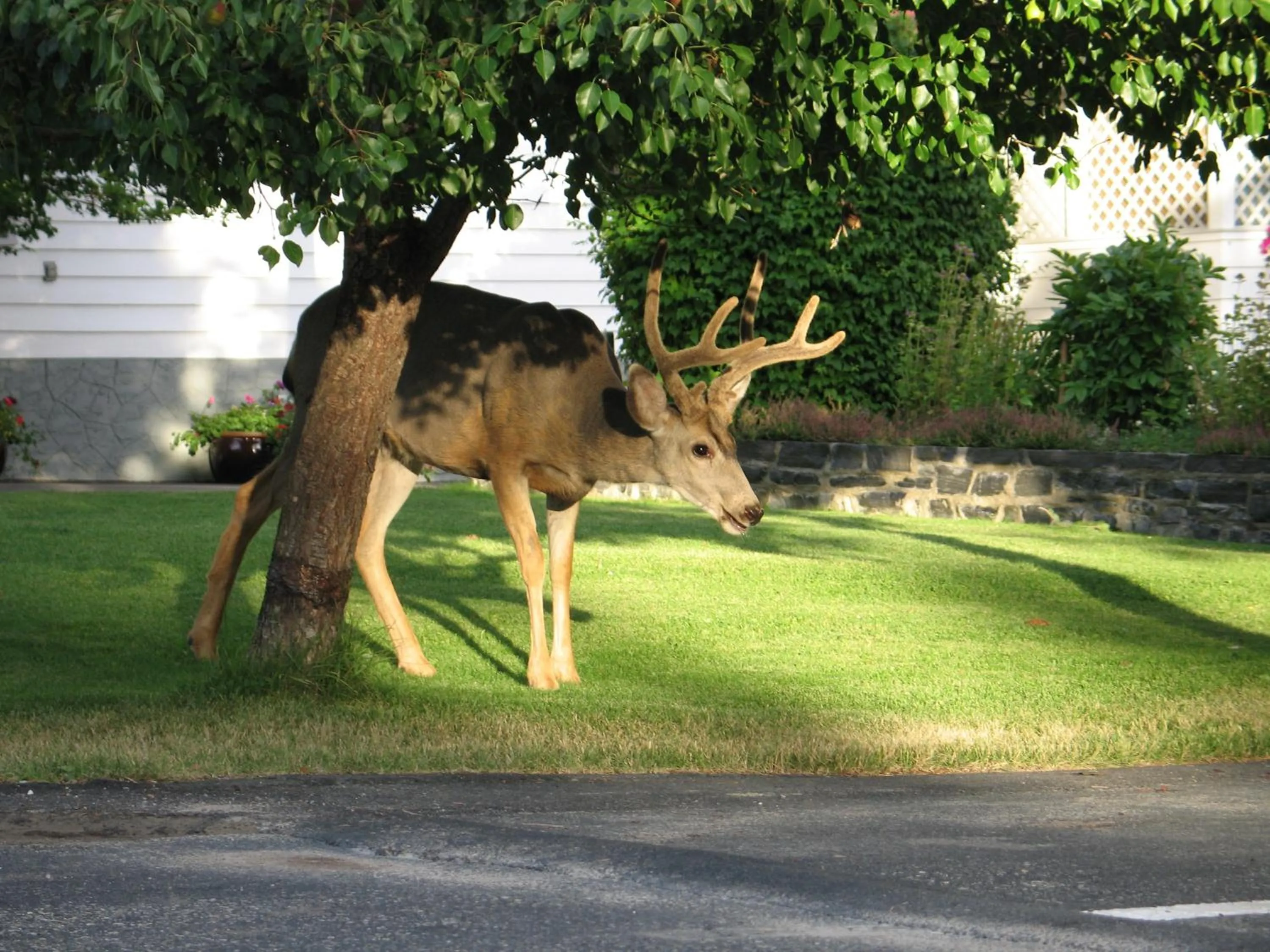 Facade/entrance in Mountain Springs Motel