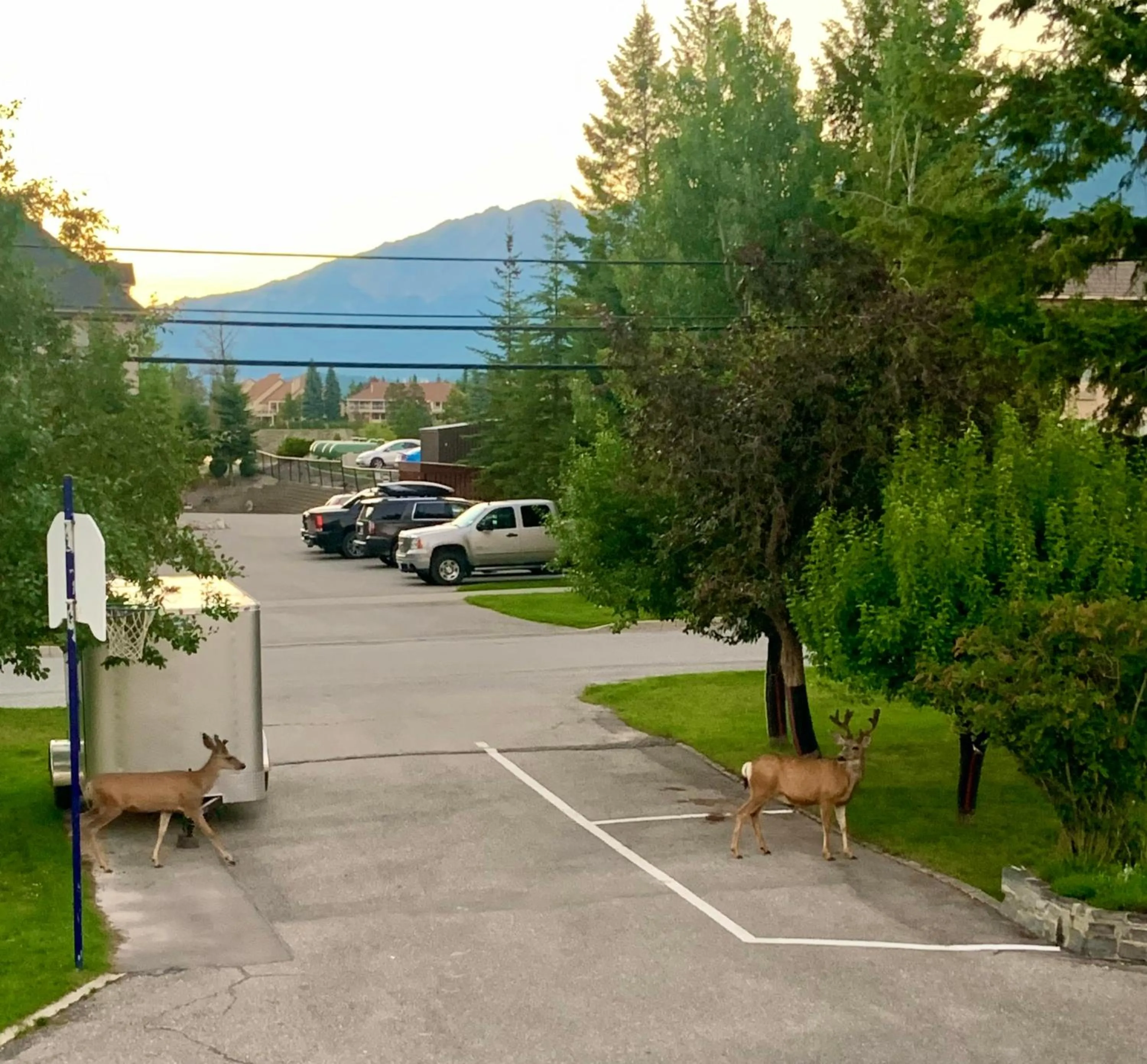 Mountain Springs Motel