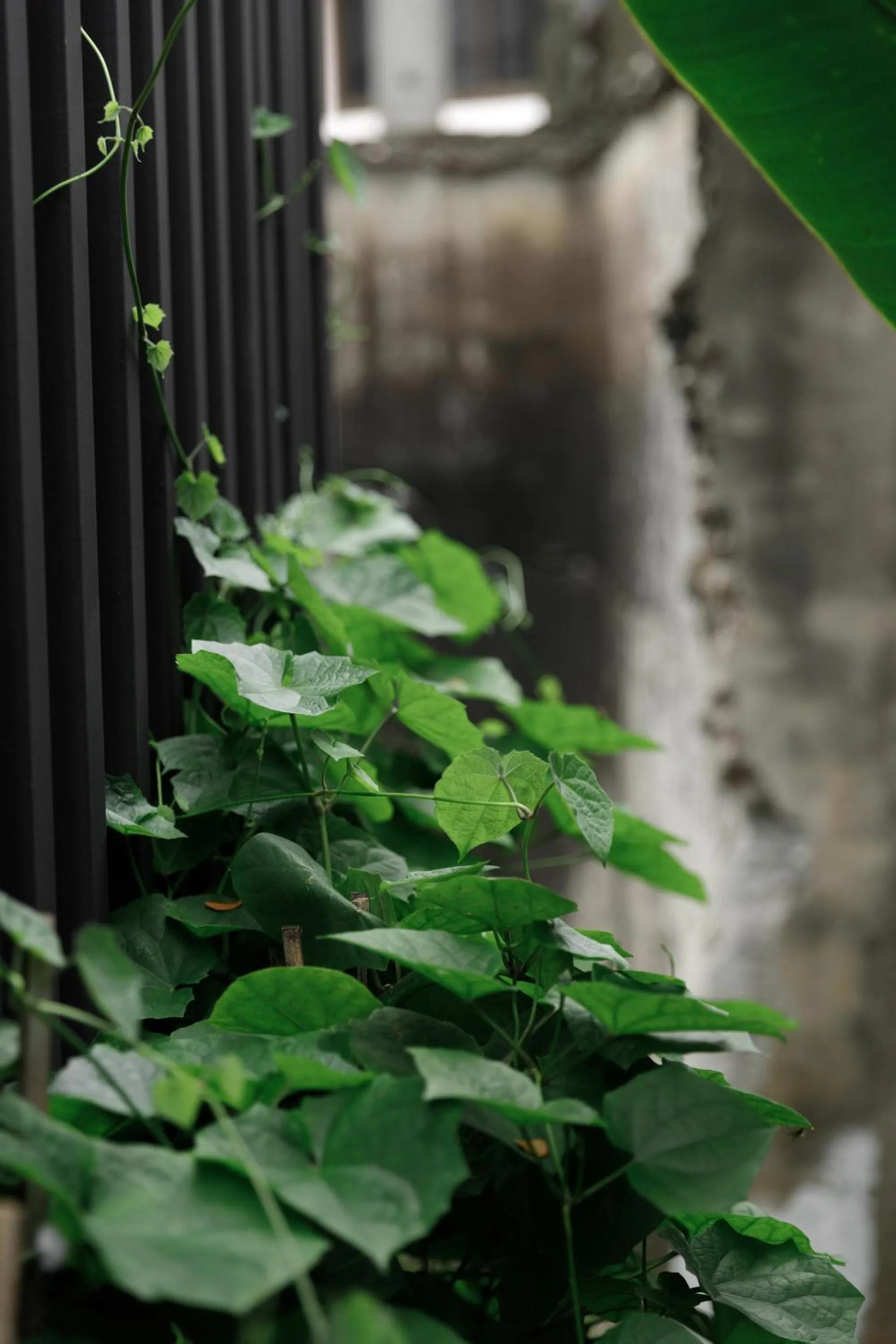 Garden in The Locals Chiang Mai