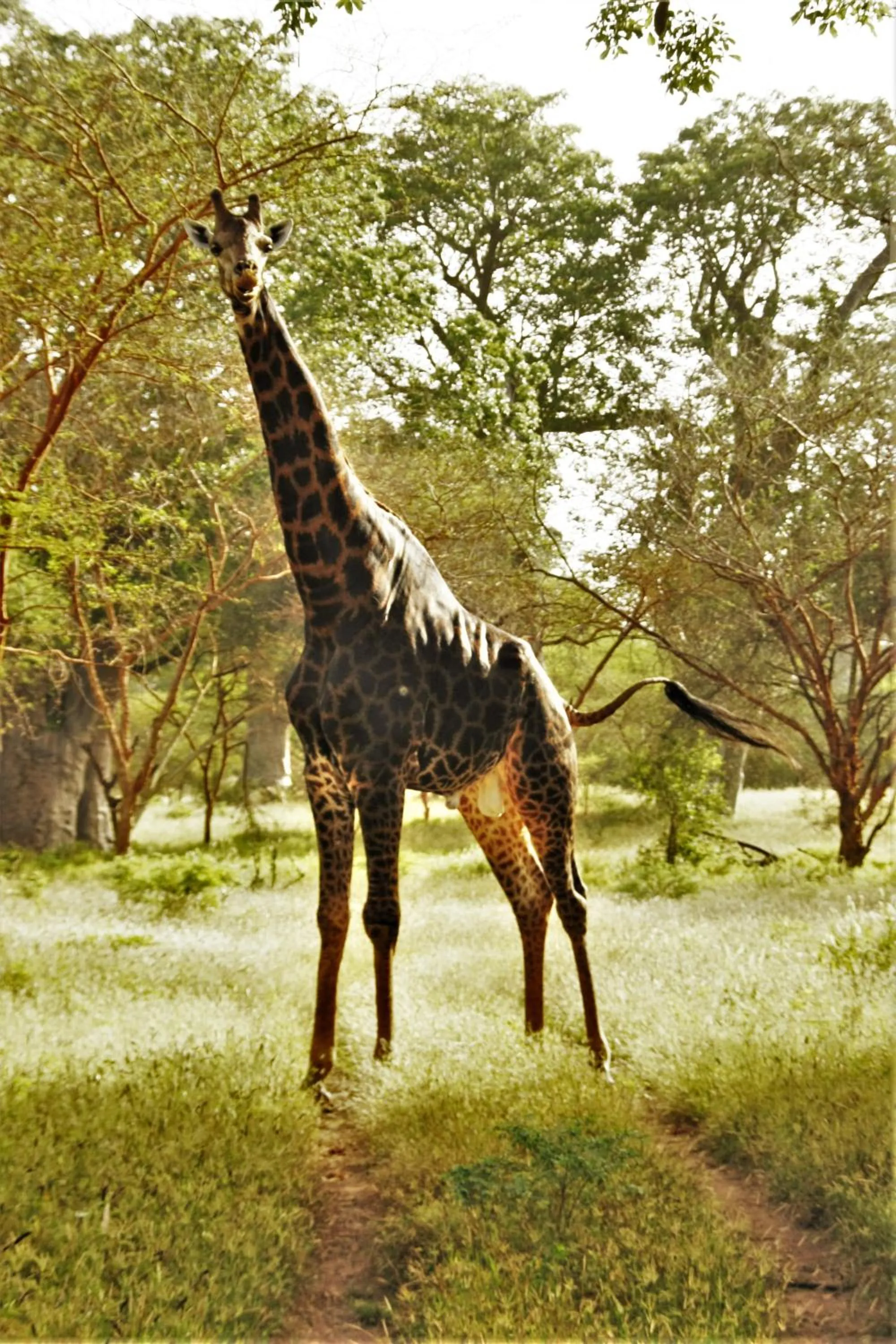 Area and facilities in Africa 6 Plage