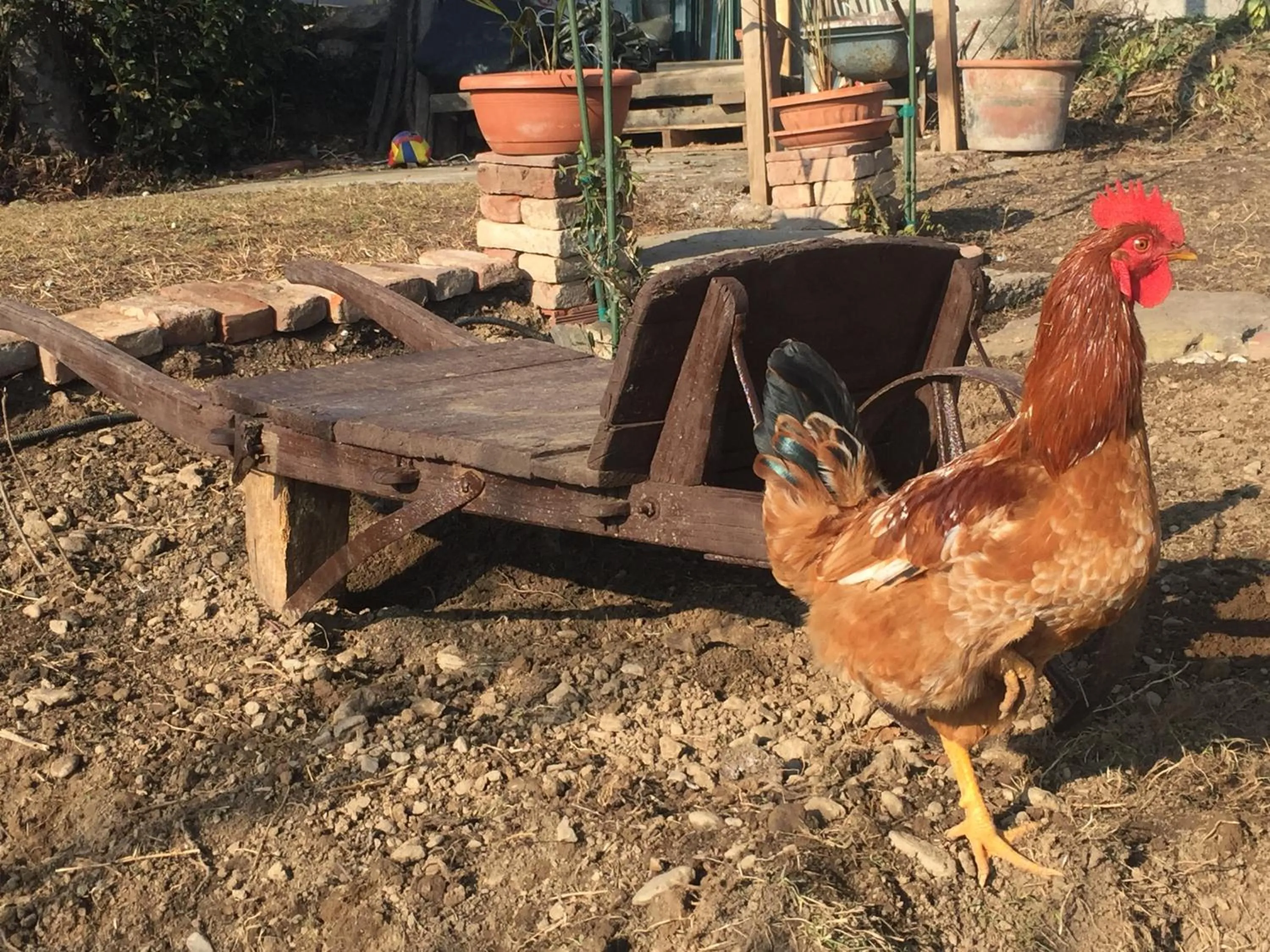 Animals in Oca Carolina