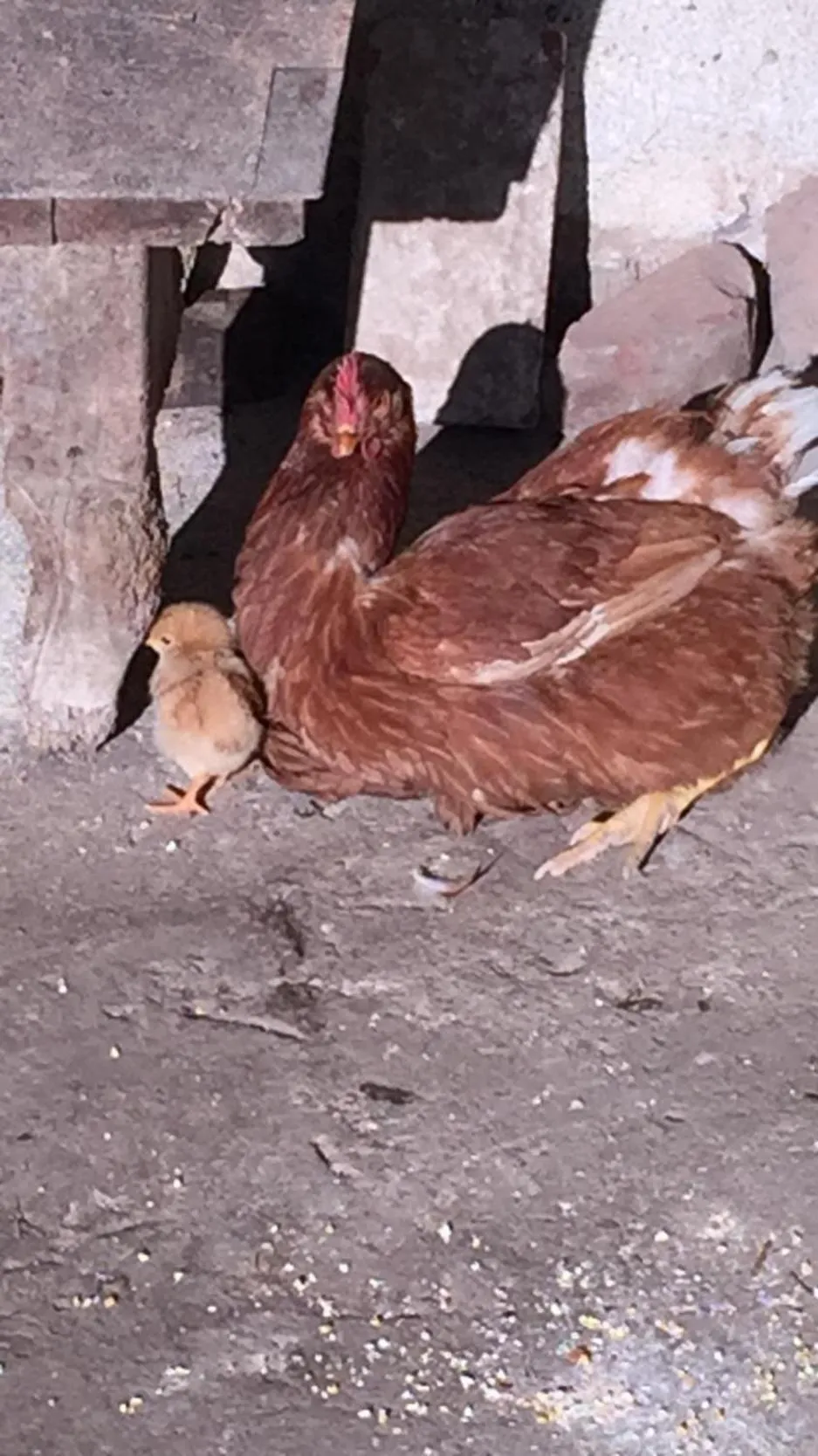 Animals in Oca Carolina