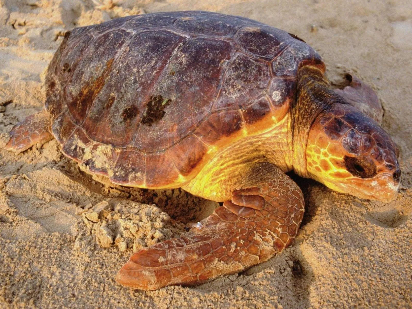 Animals in B&B Sicily
