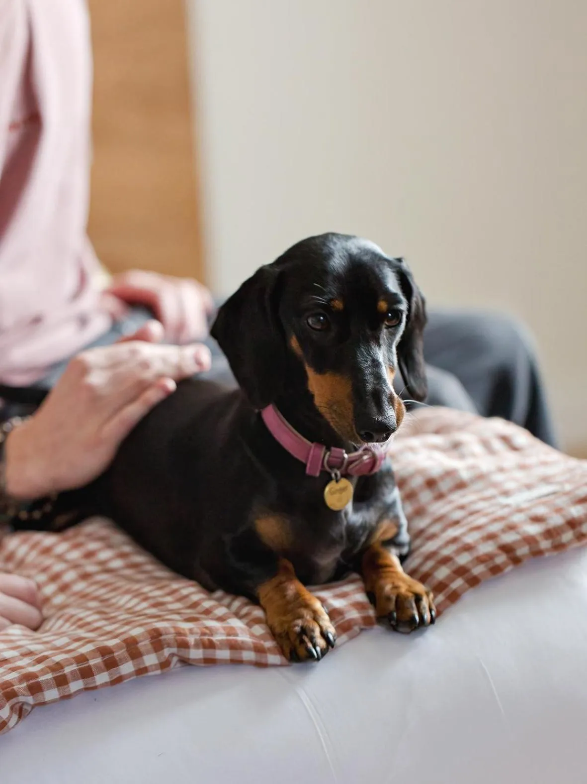 pet friendly in ALFRED HOTELS Compiègne