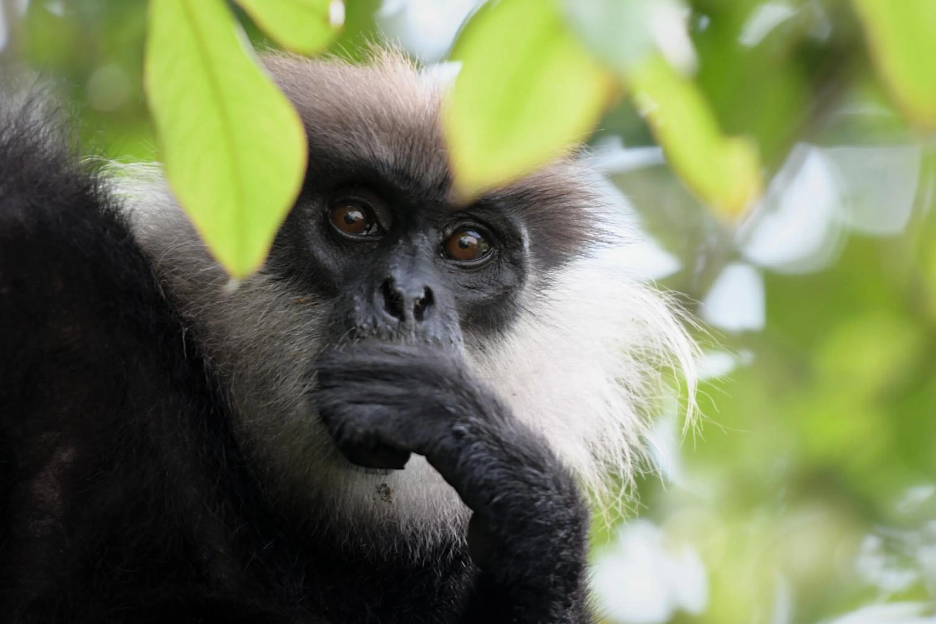 Natural landscape in Malabar Hill