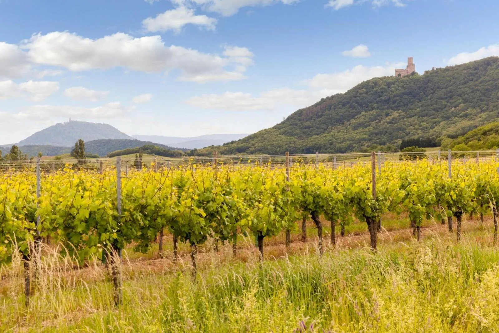 Mountain view in Hôtel Restaurant Verger des Châteaux, The Originals Relais, proche Sélestat