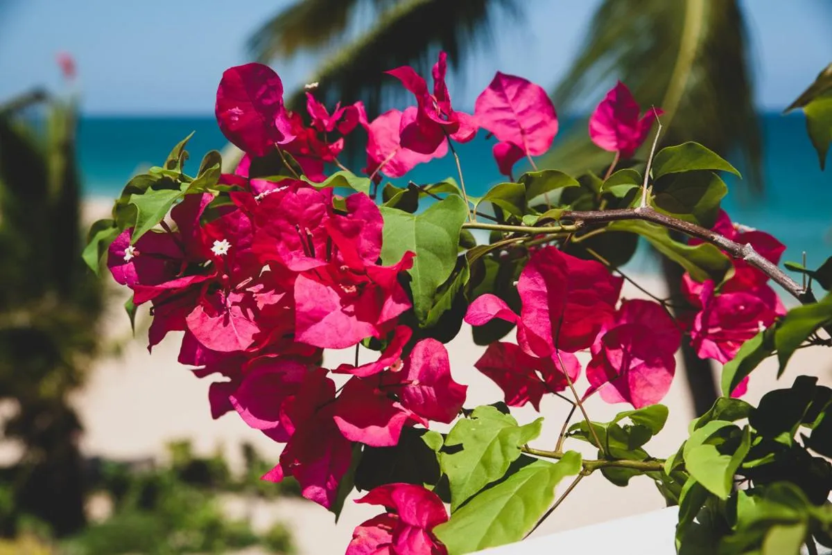 Garden in Numero Uno Beach Apartments