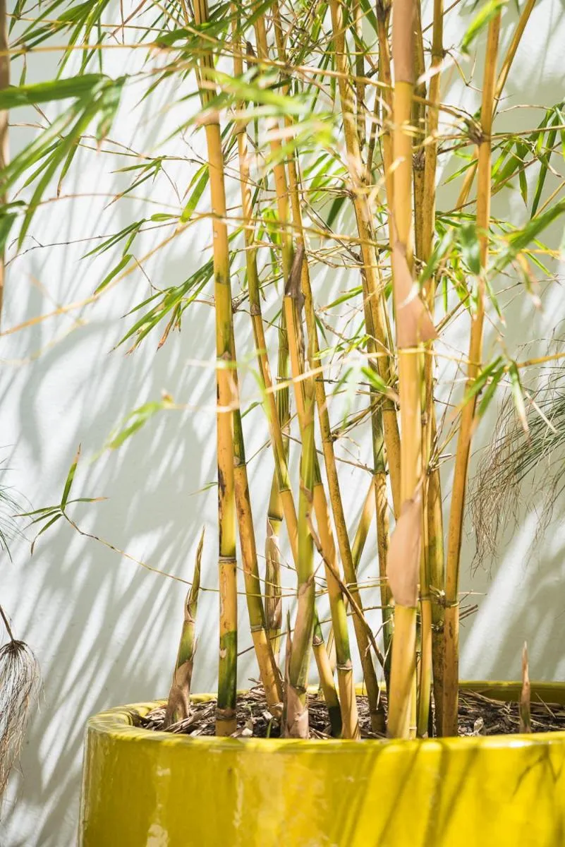 Garden in Numero Uno Beach Apartments