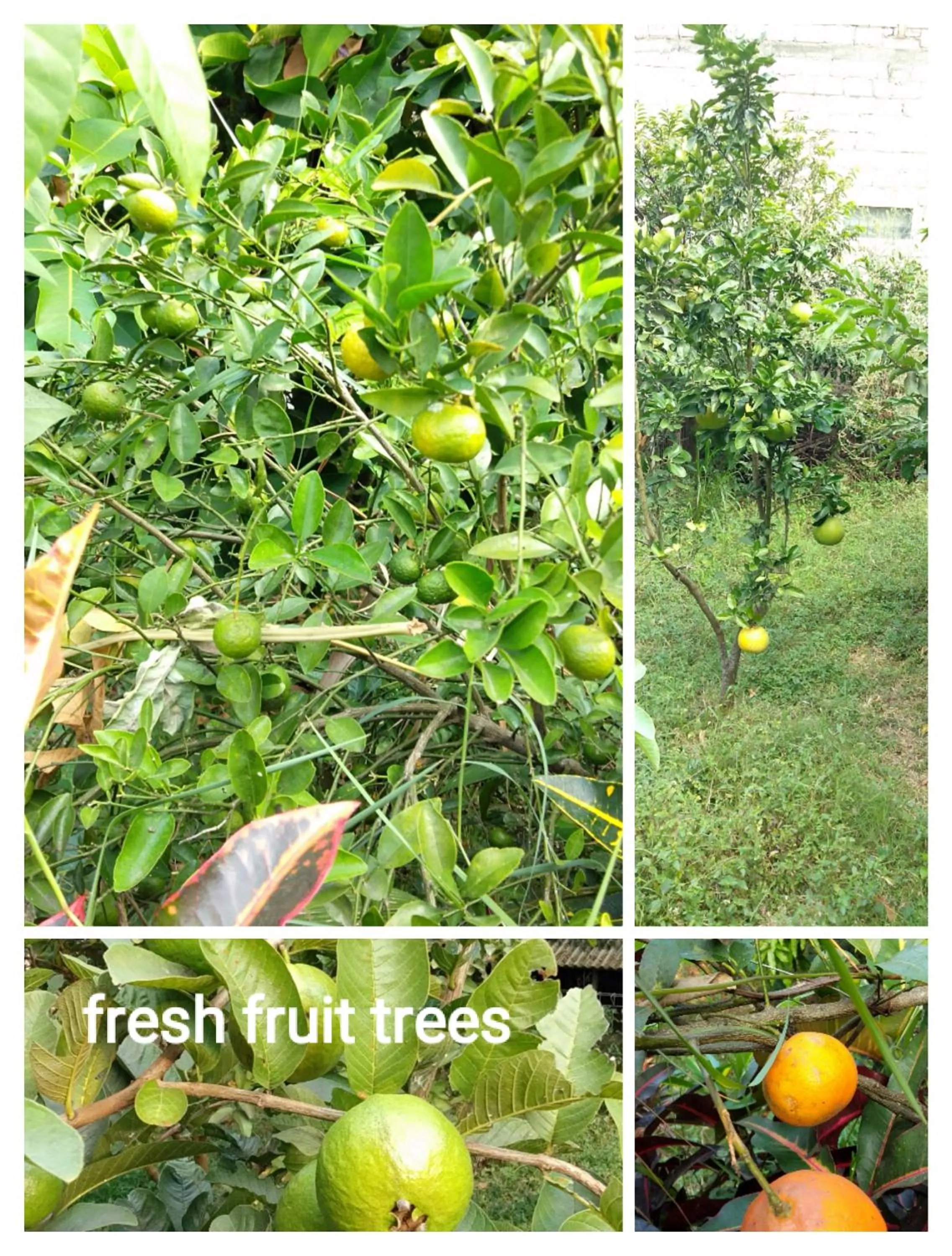 Garden in Bliss family cottage Batu