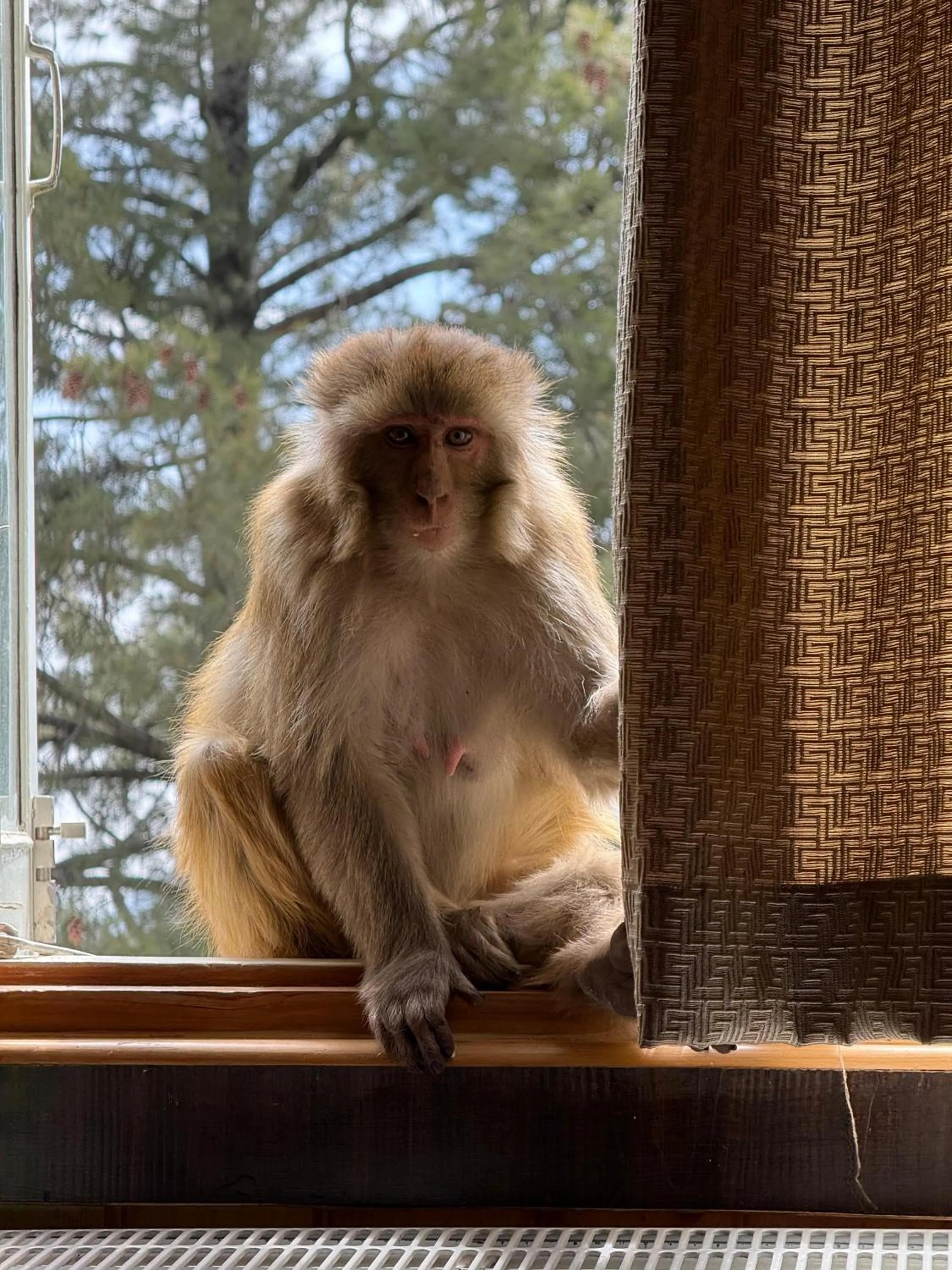 Location in The Vintage Gulmarg