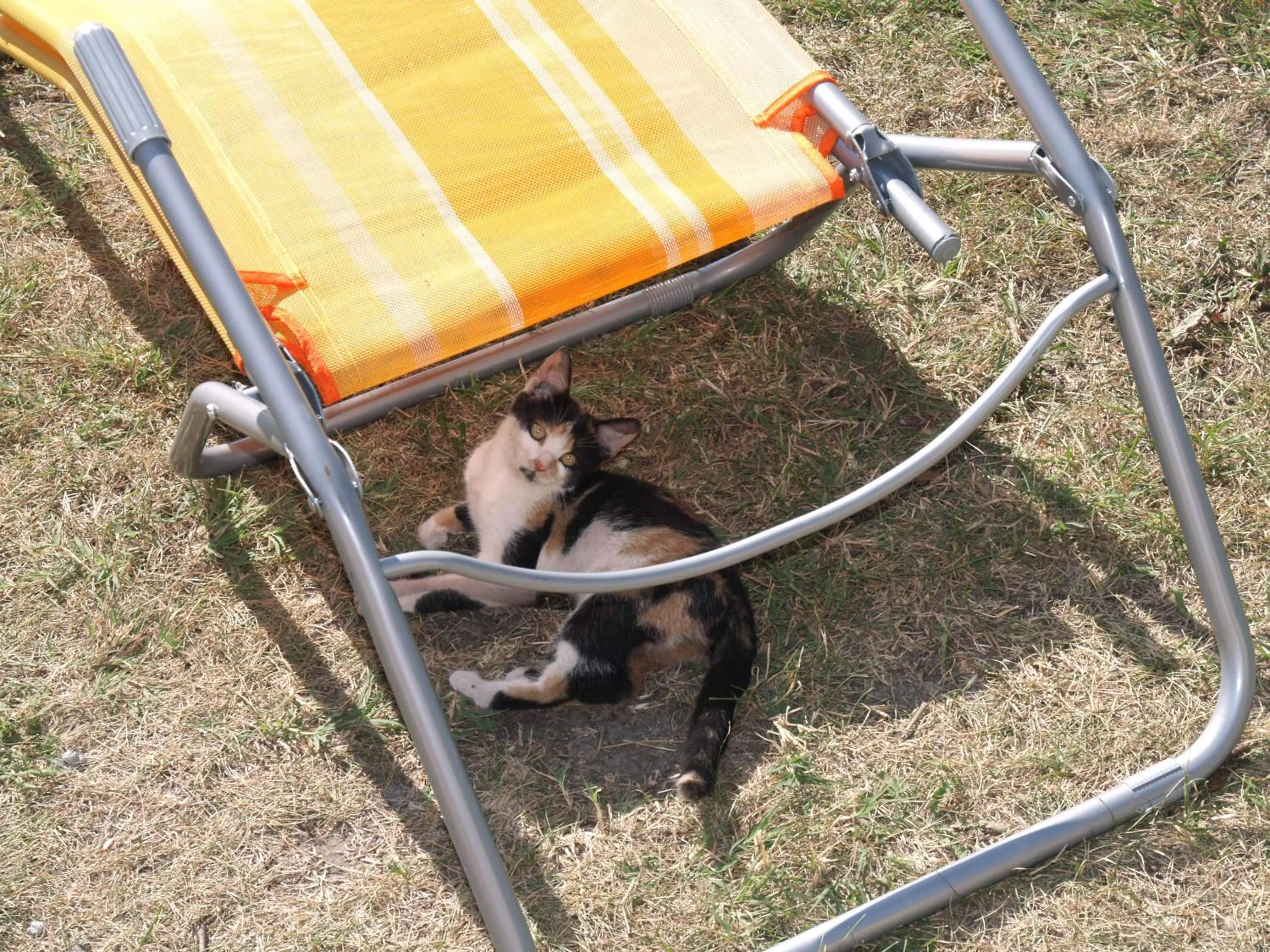 Pets in Csodarét Kúria