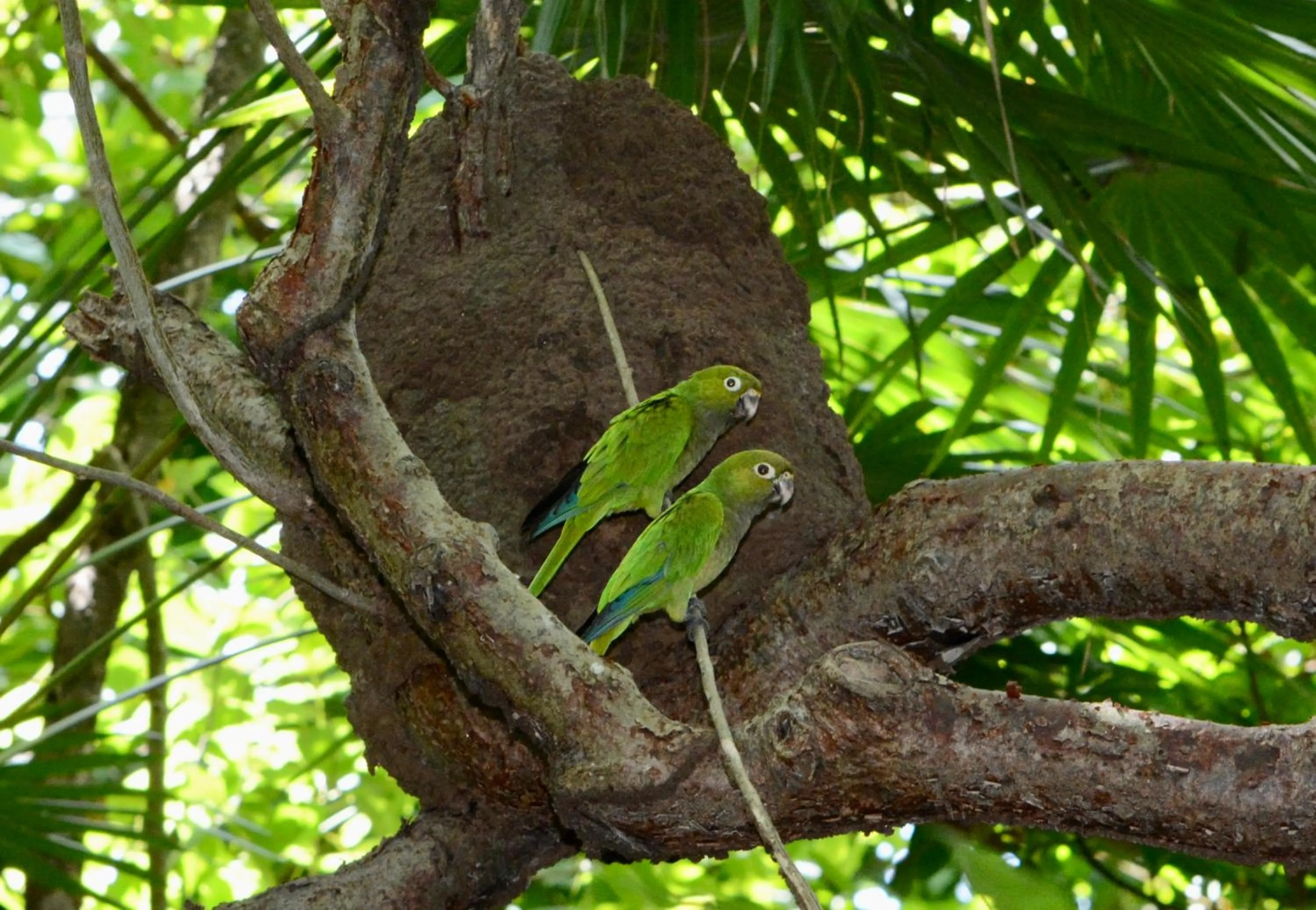 Animals in Xanadu Island Resort