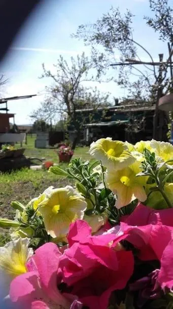 Decorative detail in Il Podere della piazza