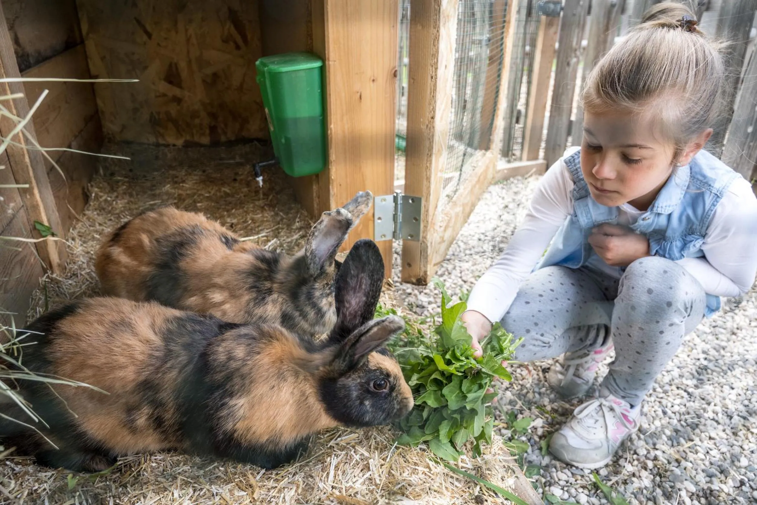 Animals in Unterkantiolerhof