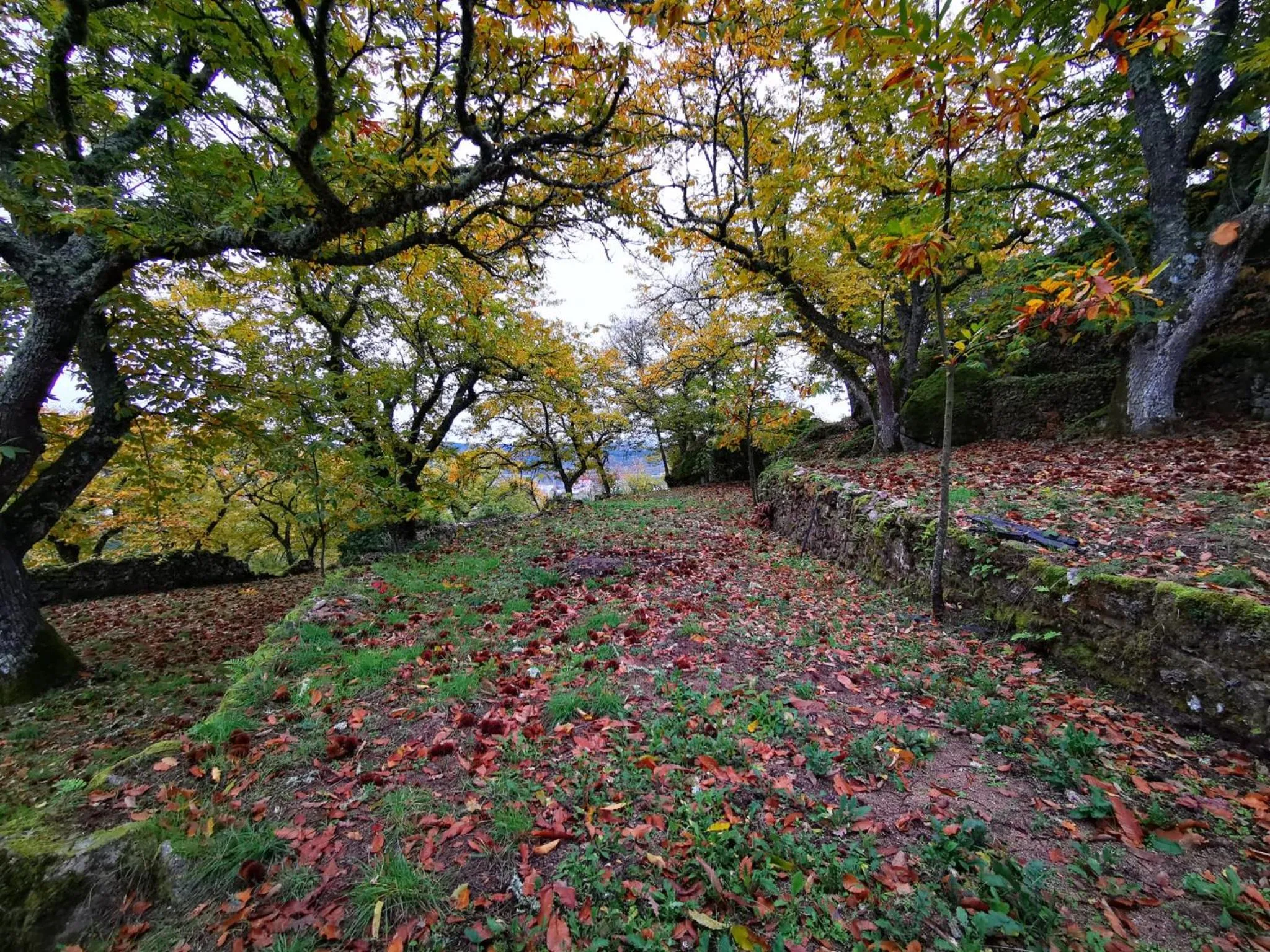Garden in Casa do Castelo