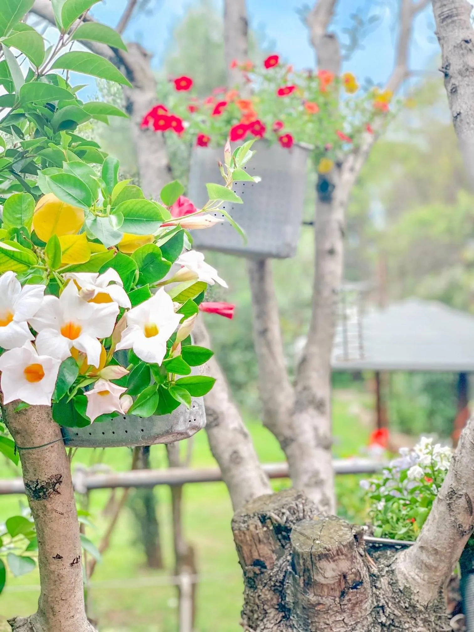 Garden in Ennesima Osteria con Alloggio - Bike Hotel