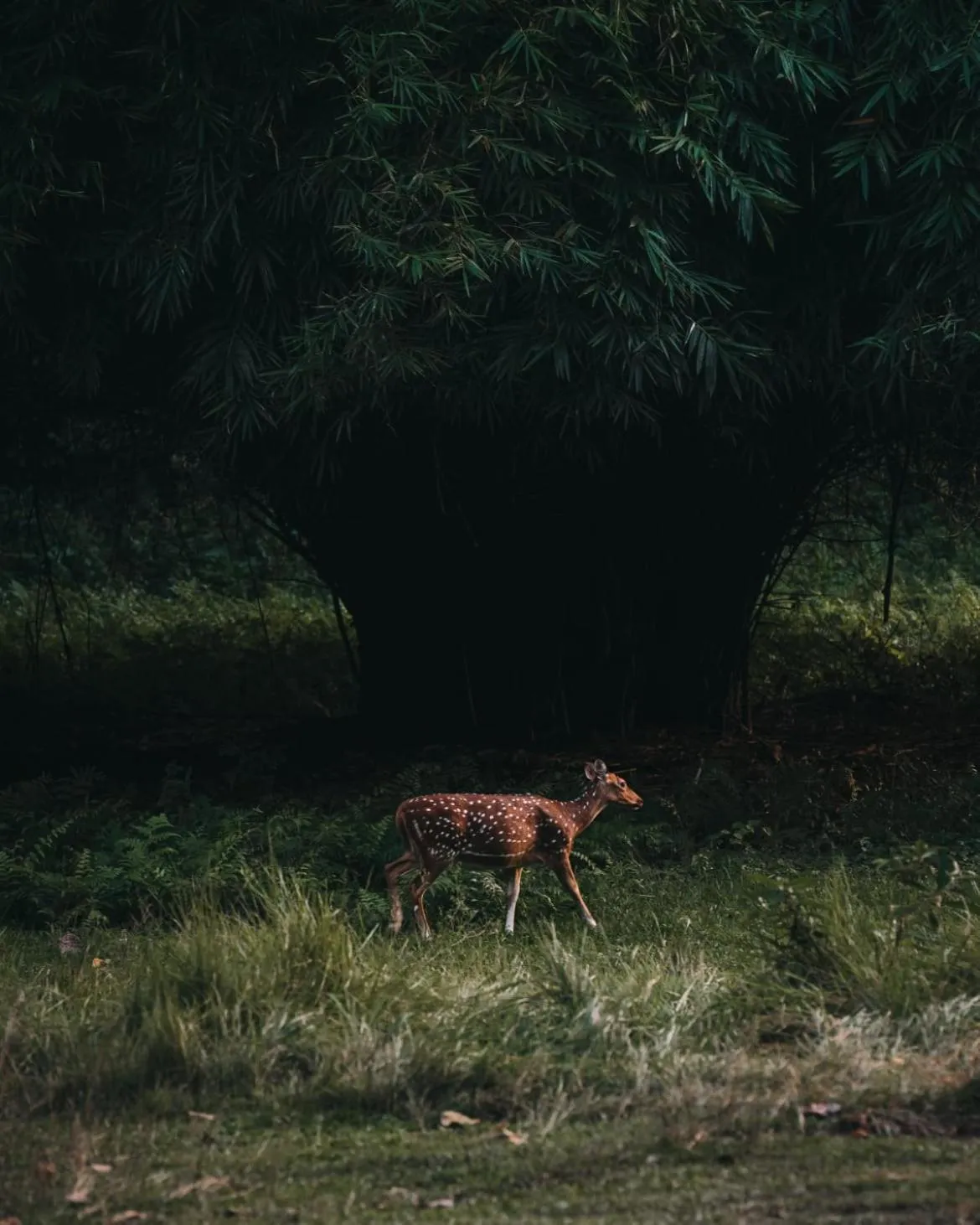 Activities in Wild Adventure Resort - Sunset Point