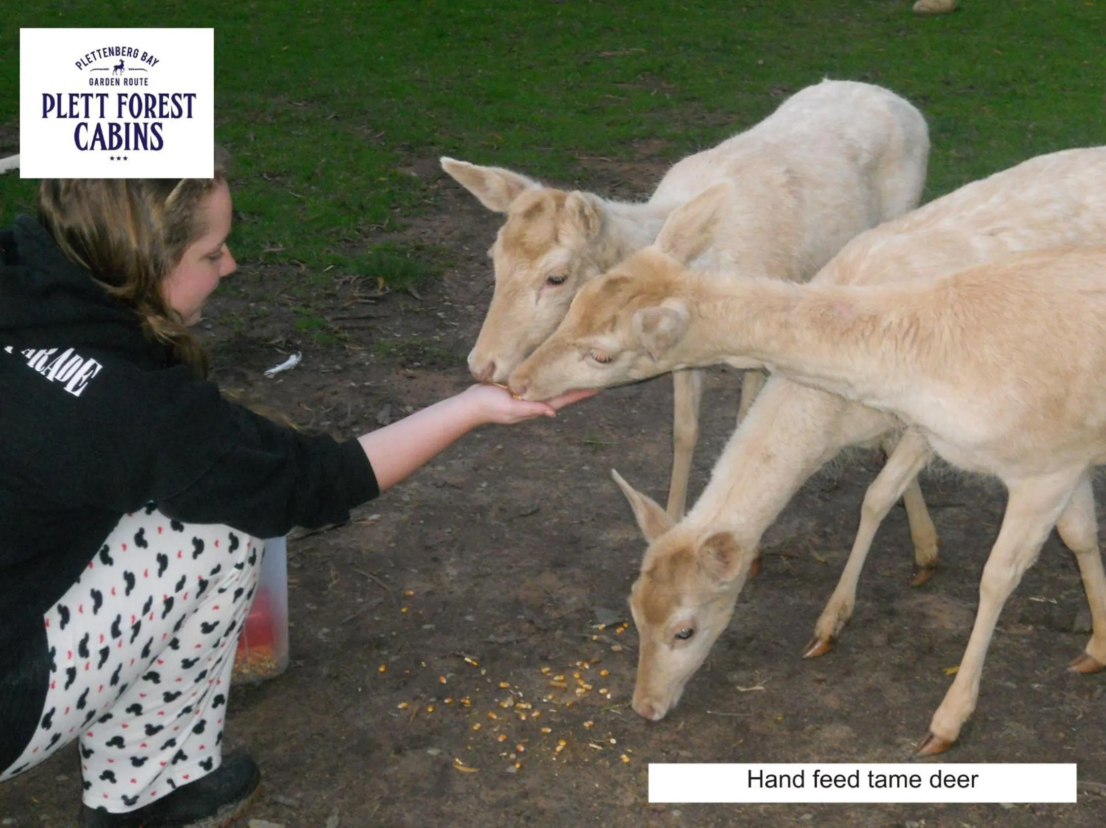 Animals in Plett Forest Cabins