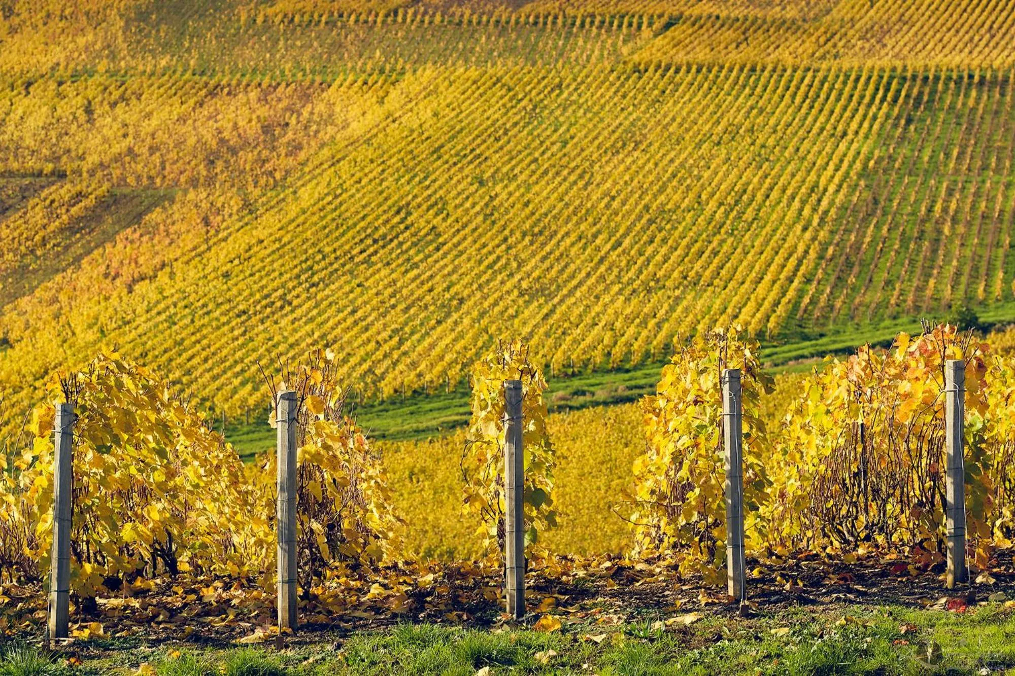 Natural landscape in Best Western Le Relais du Vigneron
