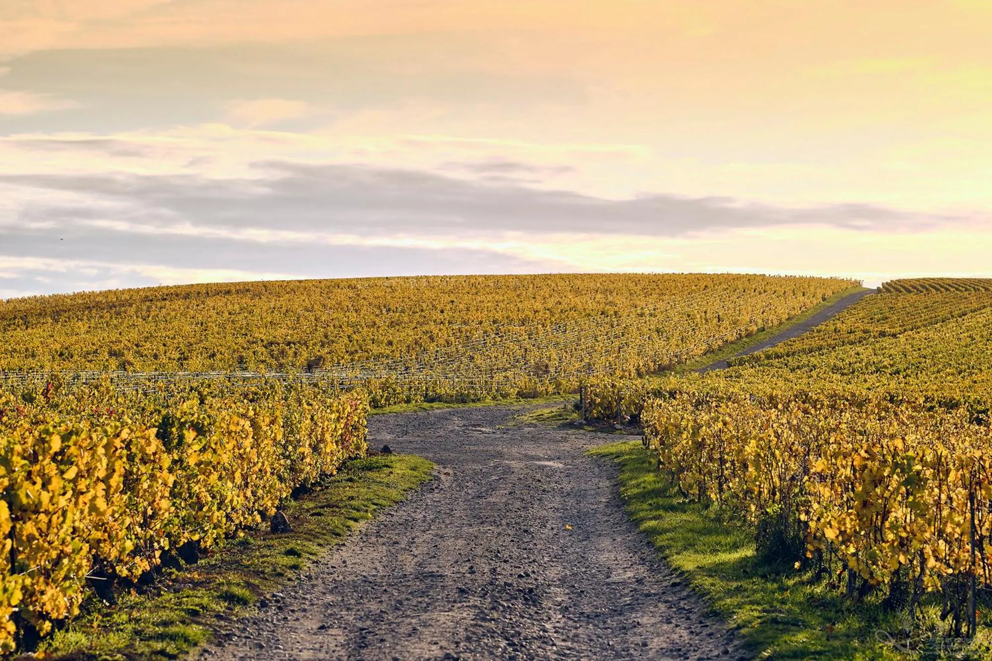 Natural landscape in Best Western Le Relais du Vigneron