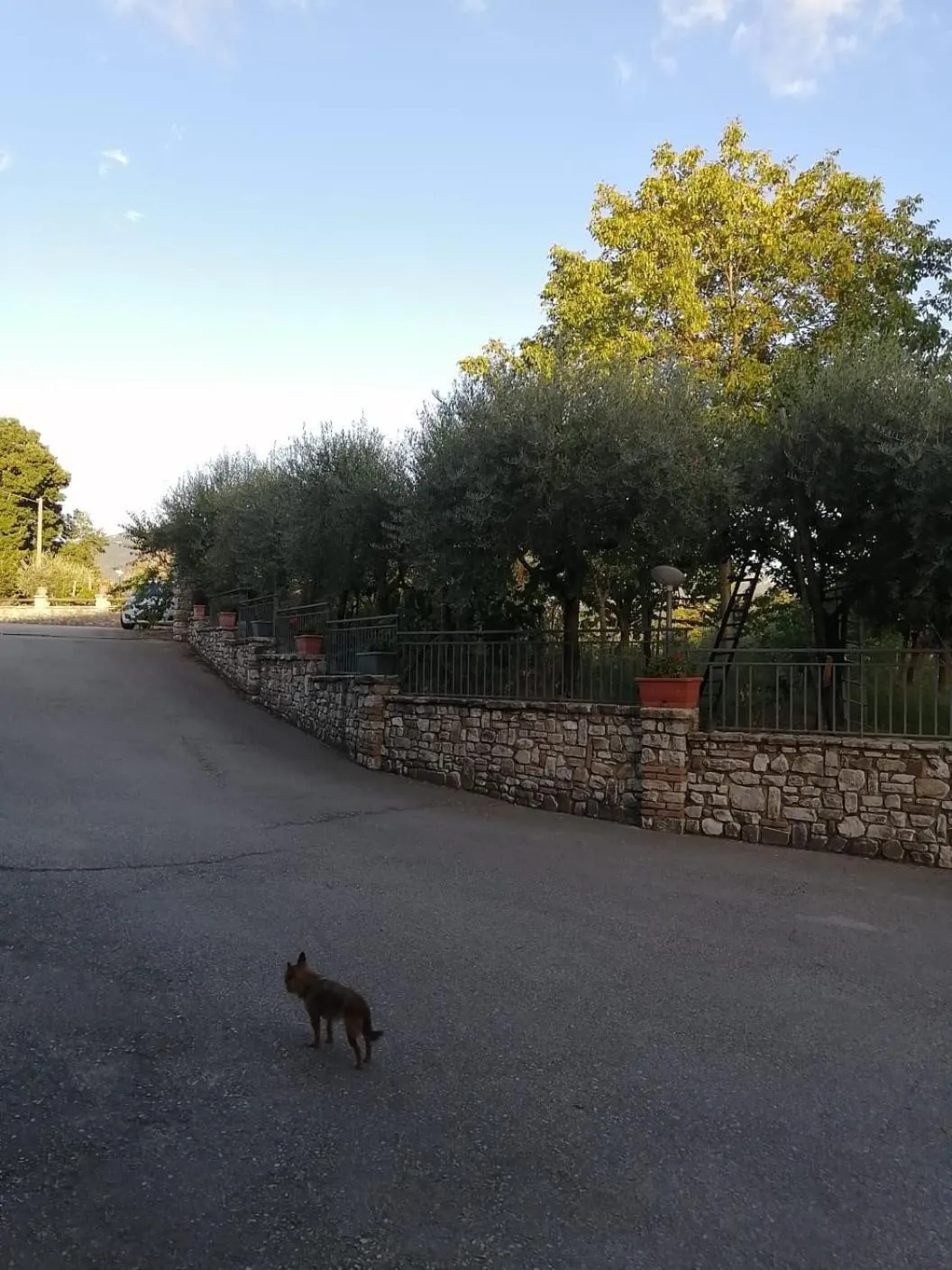 Animals, Other Animals in B&B Da Felice