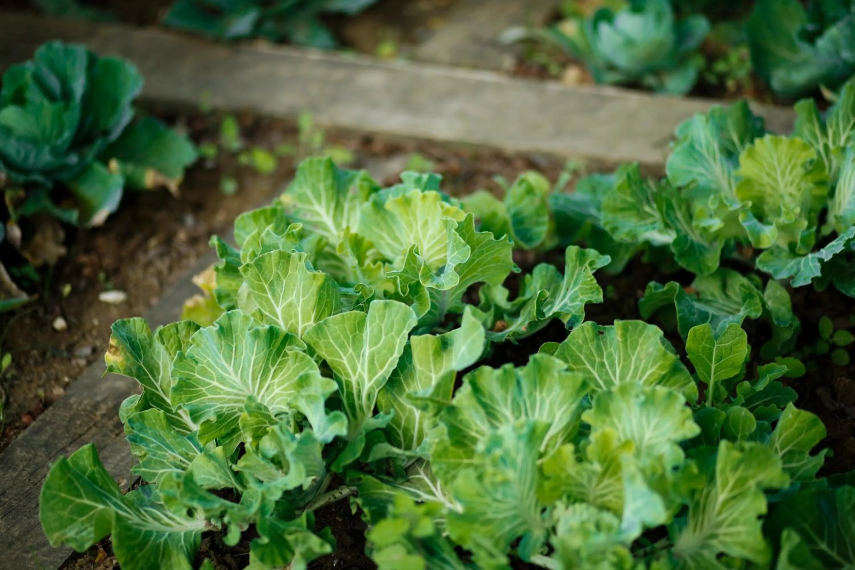 Garden in Real Abadia, Congress & Spa Hotel