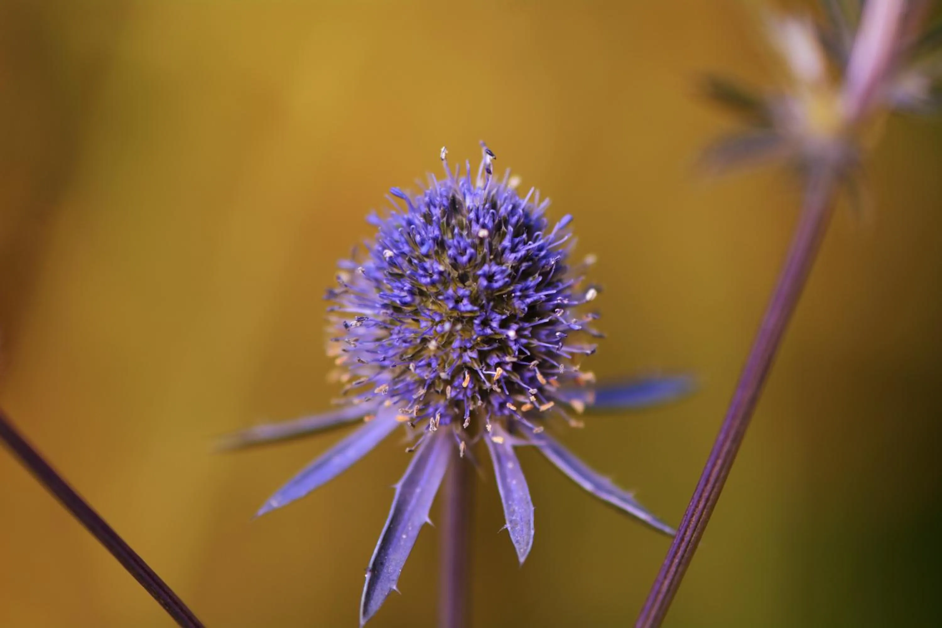 Garden in Lea House Bed and Breakfast