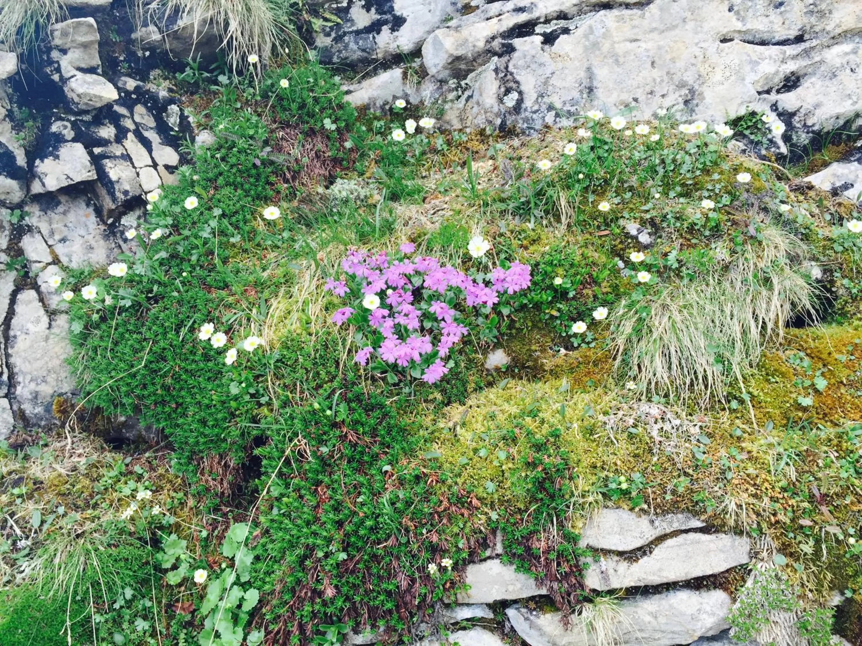 Day in Zimmer & z'Morgä Schönenboden