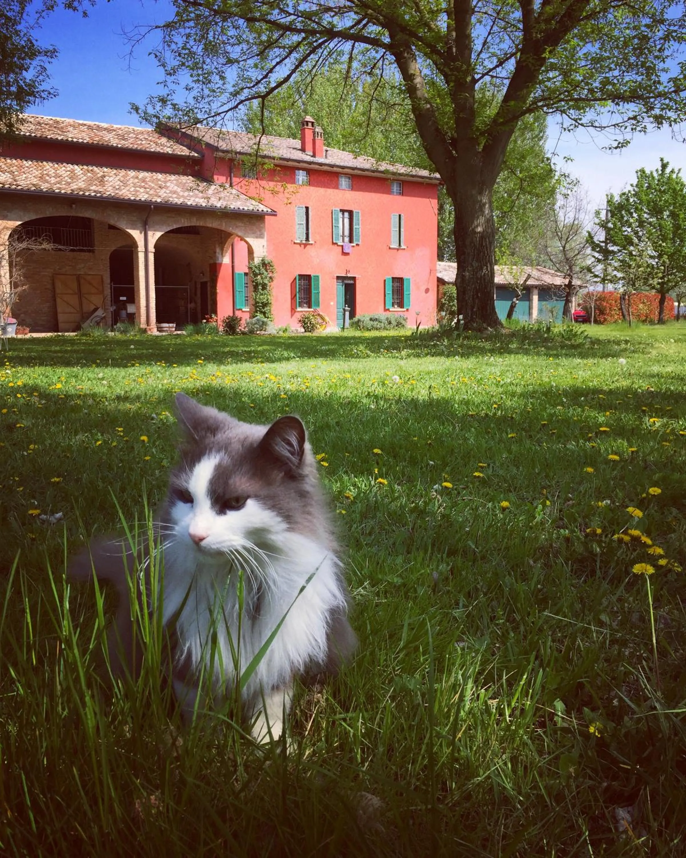 Pets in B&B Podere Merlo